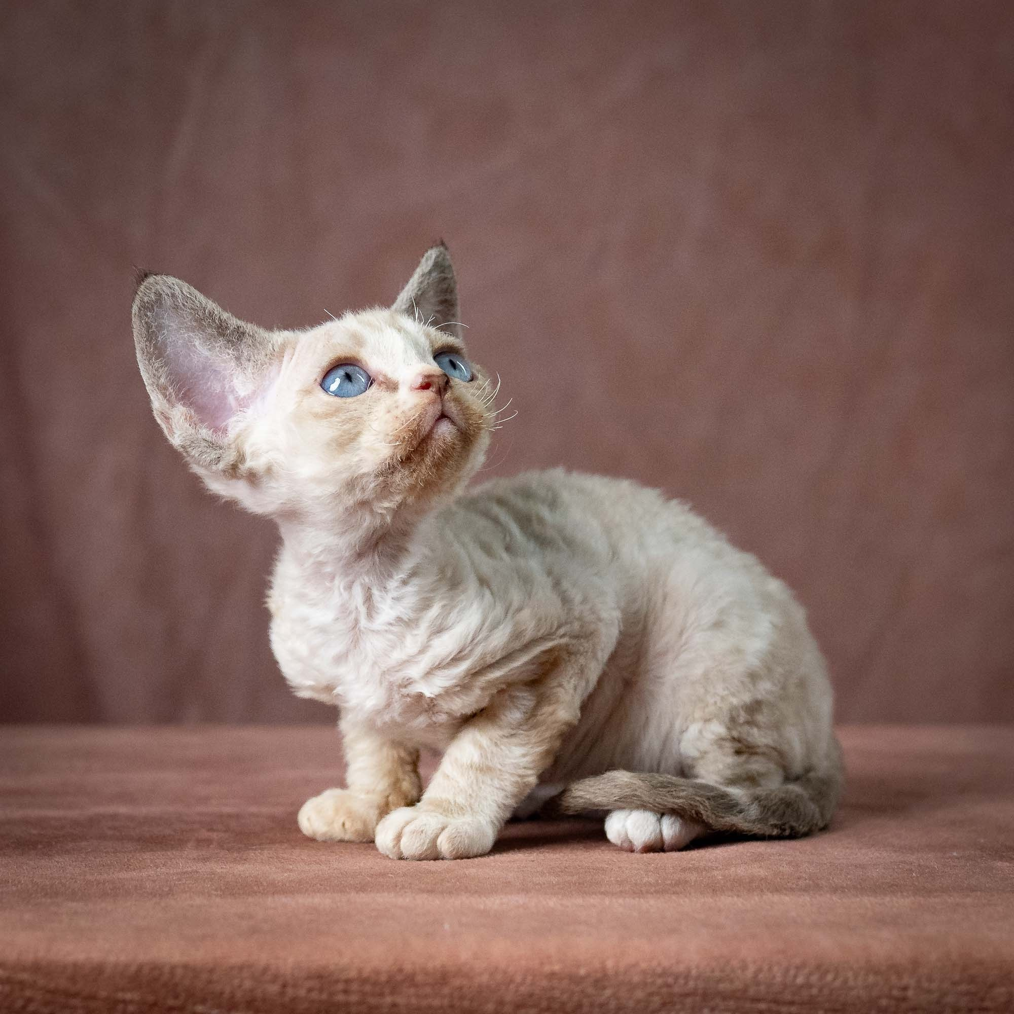 Toby, boy, born 07.15.2026. Devon Rex Pixie Cattery
