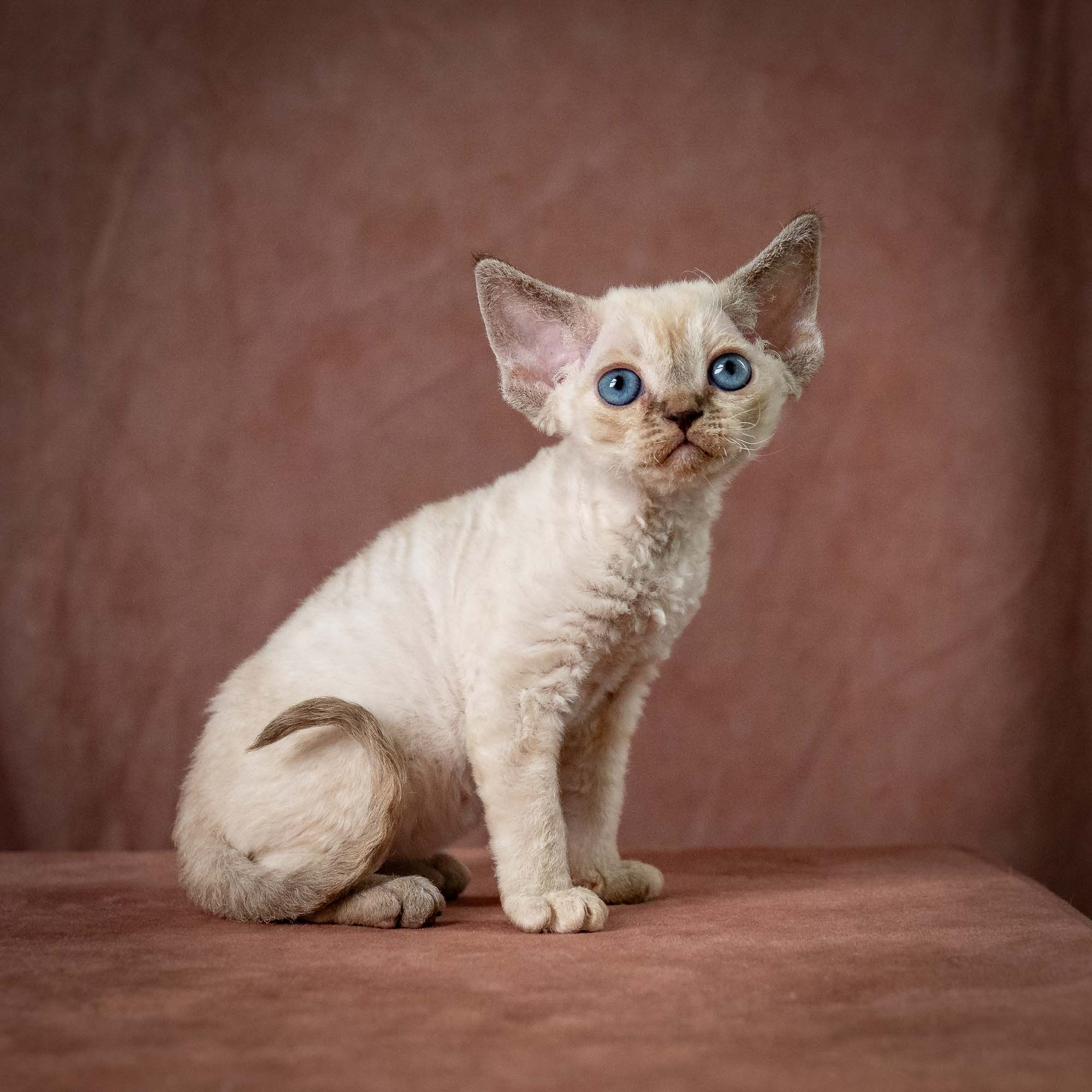 Tina, girl, born 07.15.2026. Devon Rex Pixie Cattery