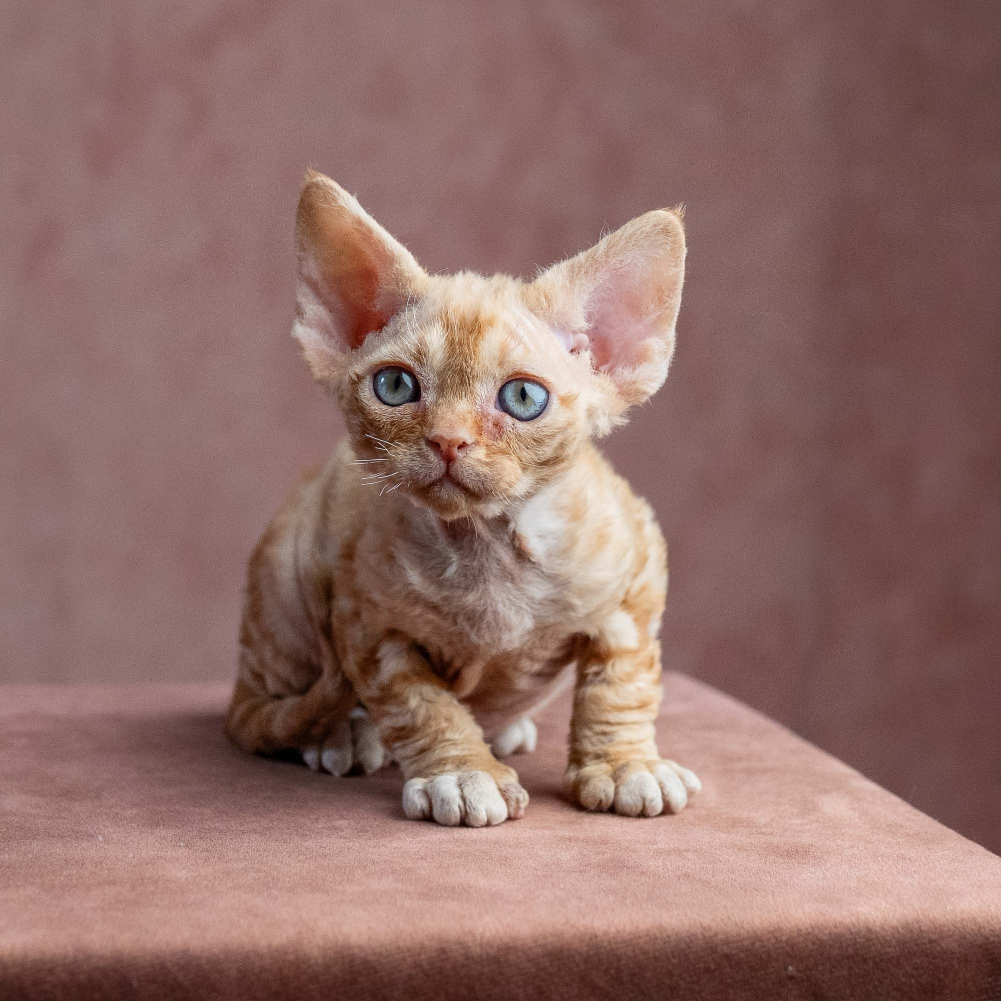 Xenia, girl, born on 08.28.2026. Devon Rex Pixie Cattery