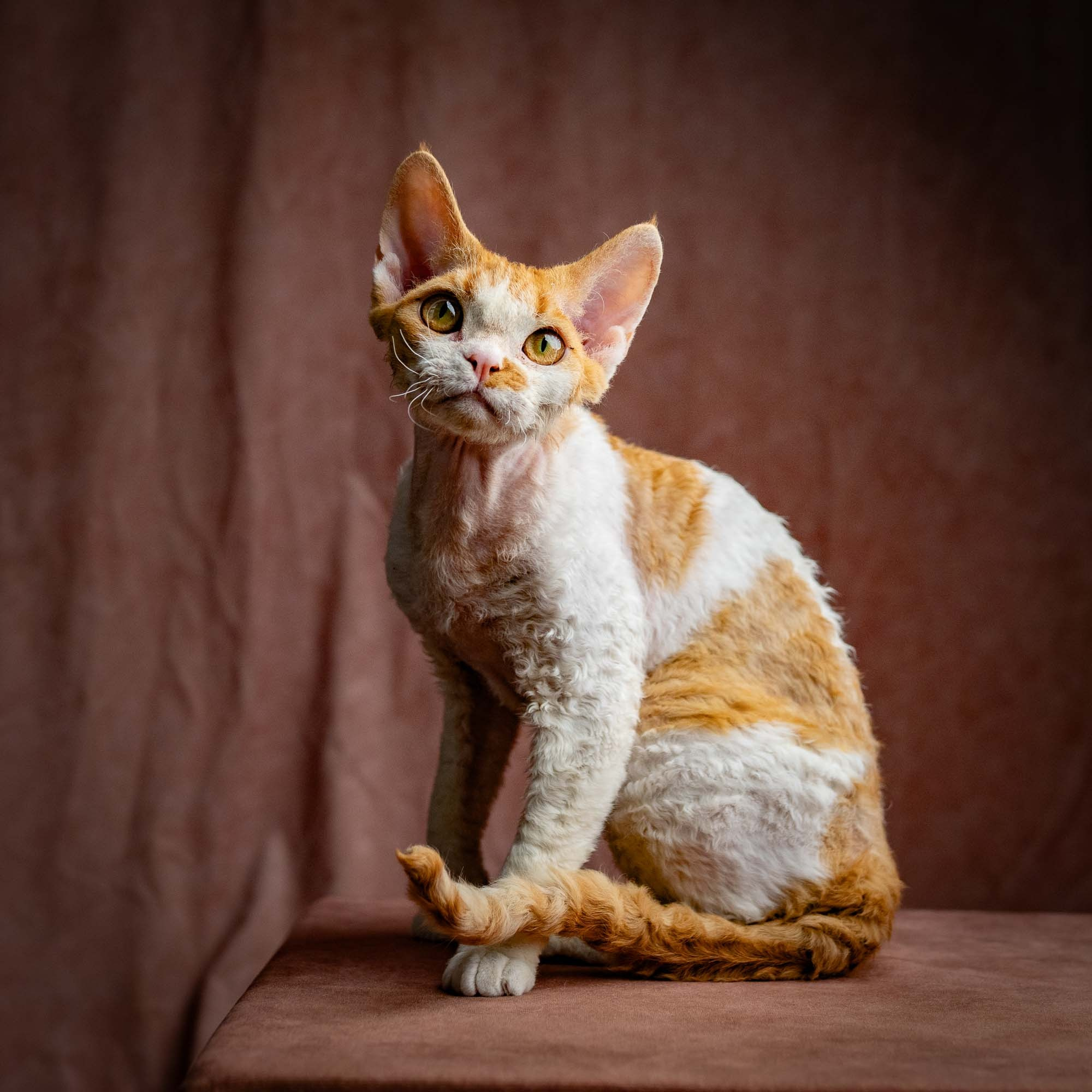 Nika. Devon Rex Pixie Cattery