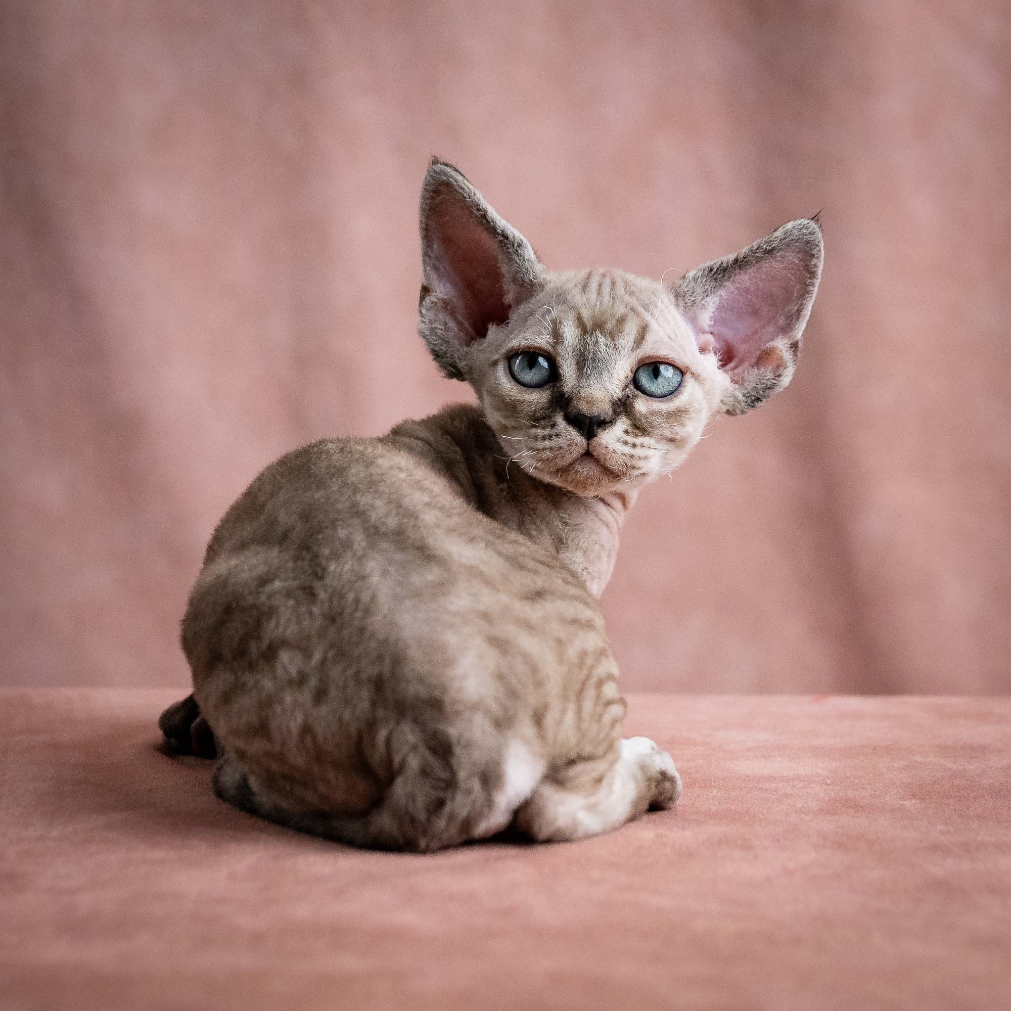 Viking, boy, born on 08.27.2026. Devon Rex Pixie Cattery