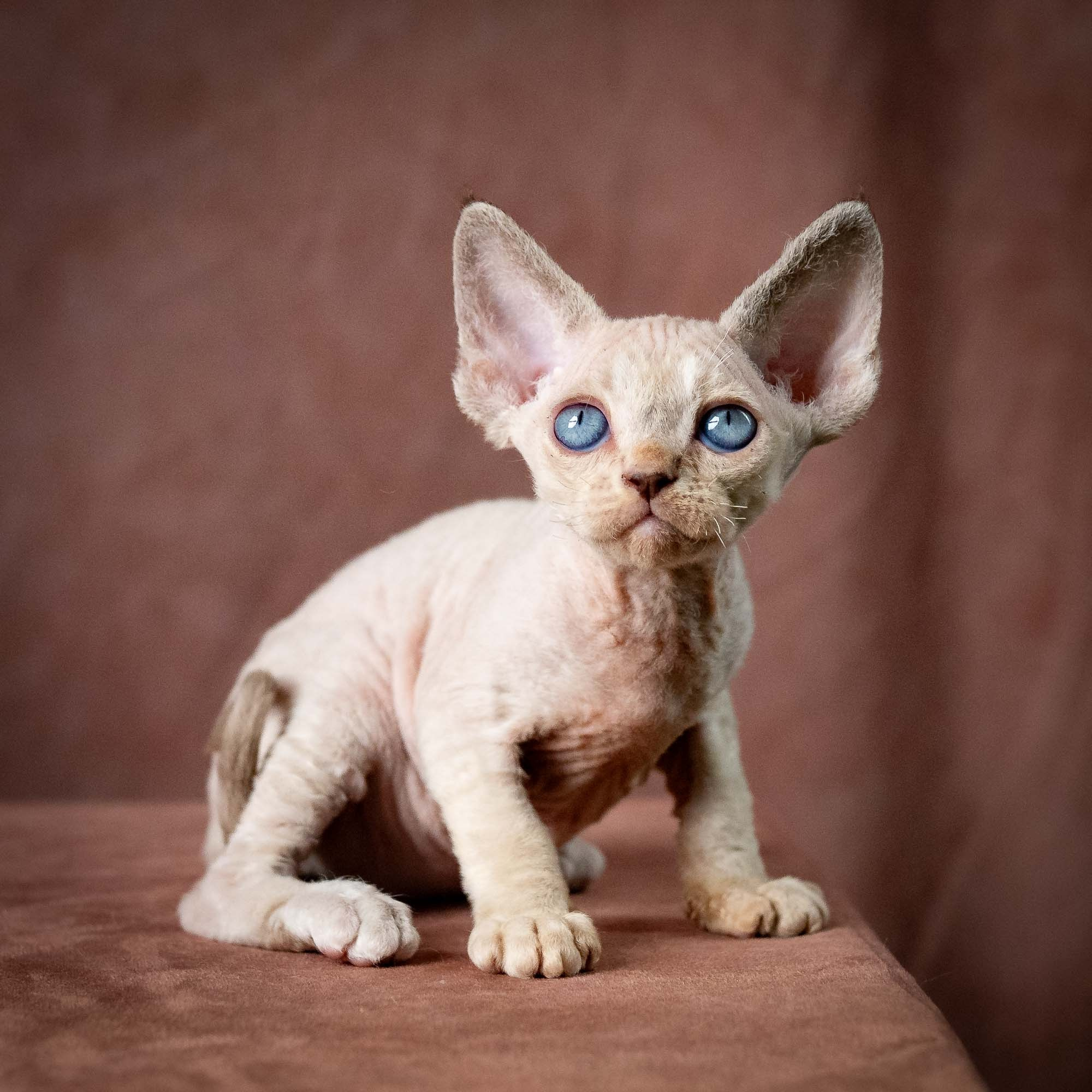 Tyson, boy, born 07.15.2026. Devon Rex Pixie Cattery