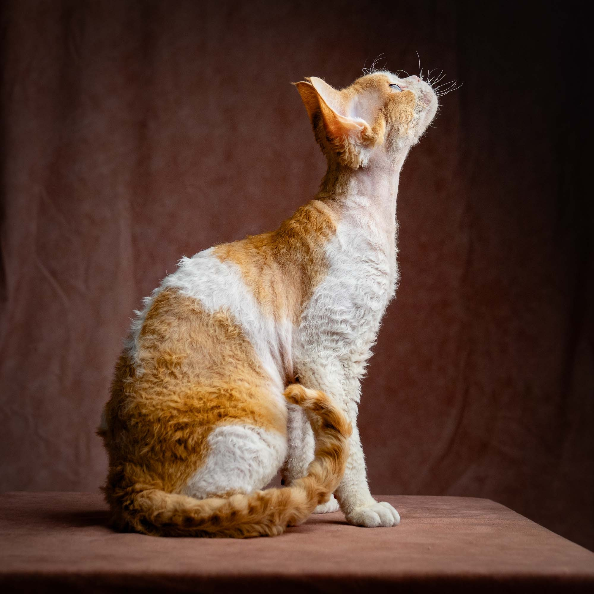 Nika. Devon Rex Pixie Cattery