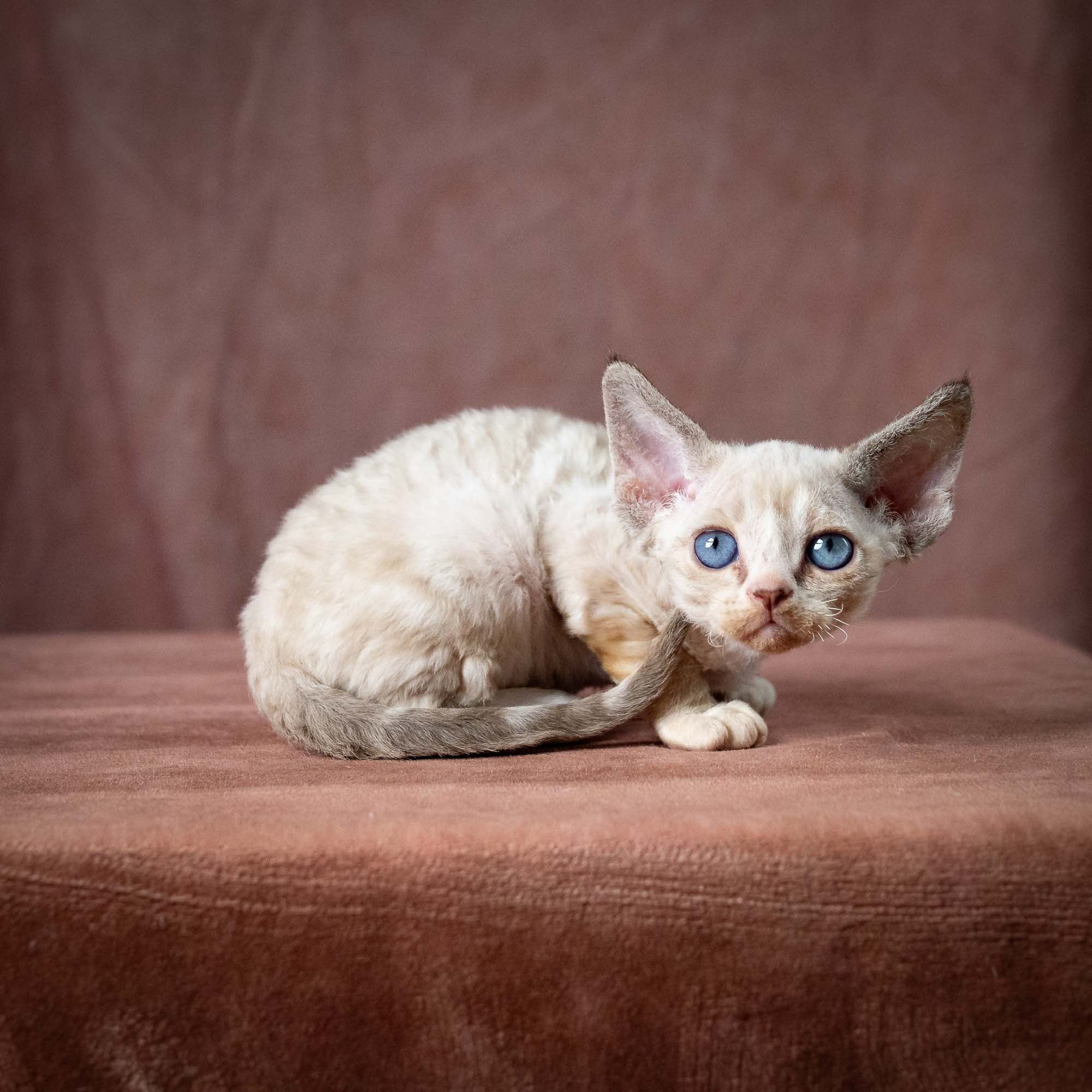 Toby, boy, born 07.15.2026. Devon Rex Pixie Cattery