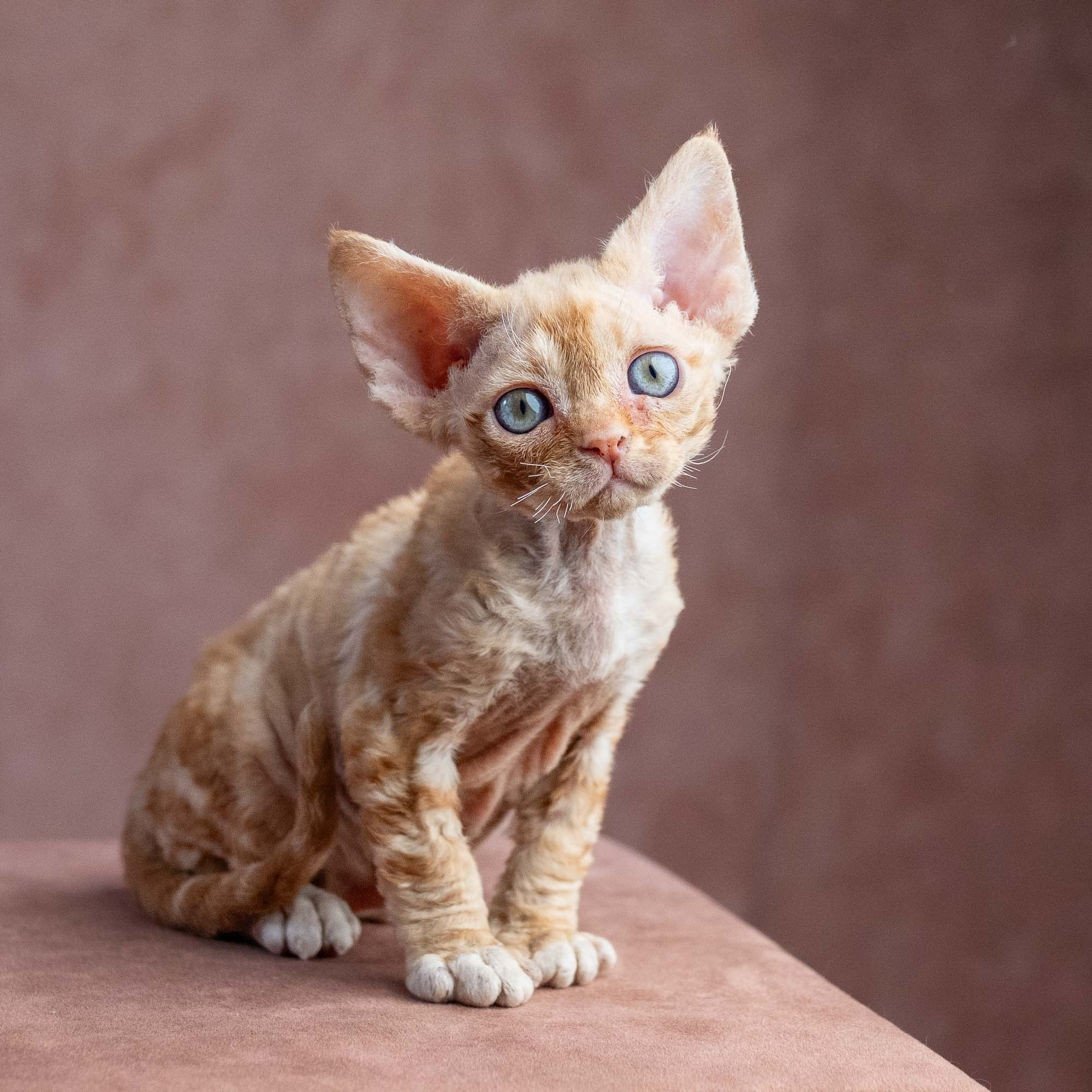 Xenia, girl, born on 08.28.2026. Devon Rex Pixie Cattery