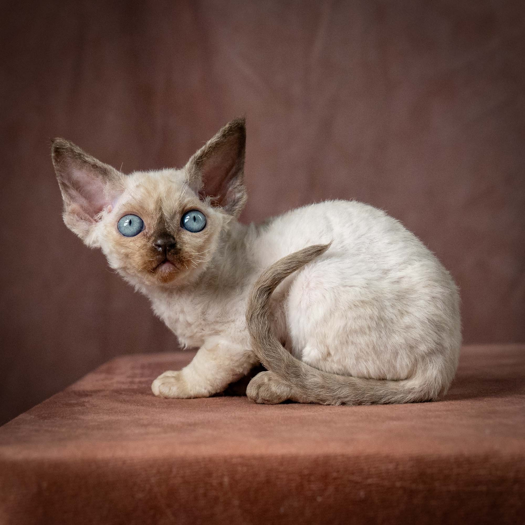 Tessa, girl, born 07.15.2026. Devon Rex Pixie Cattery
