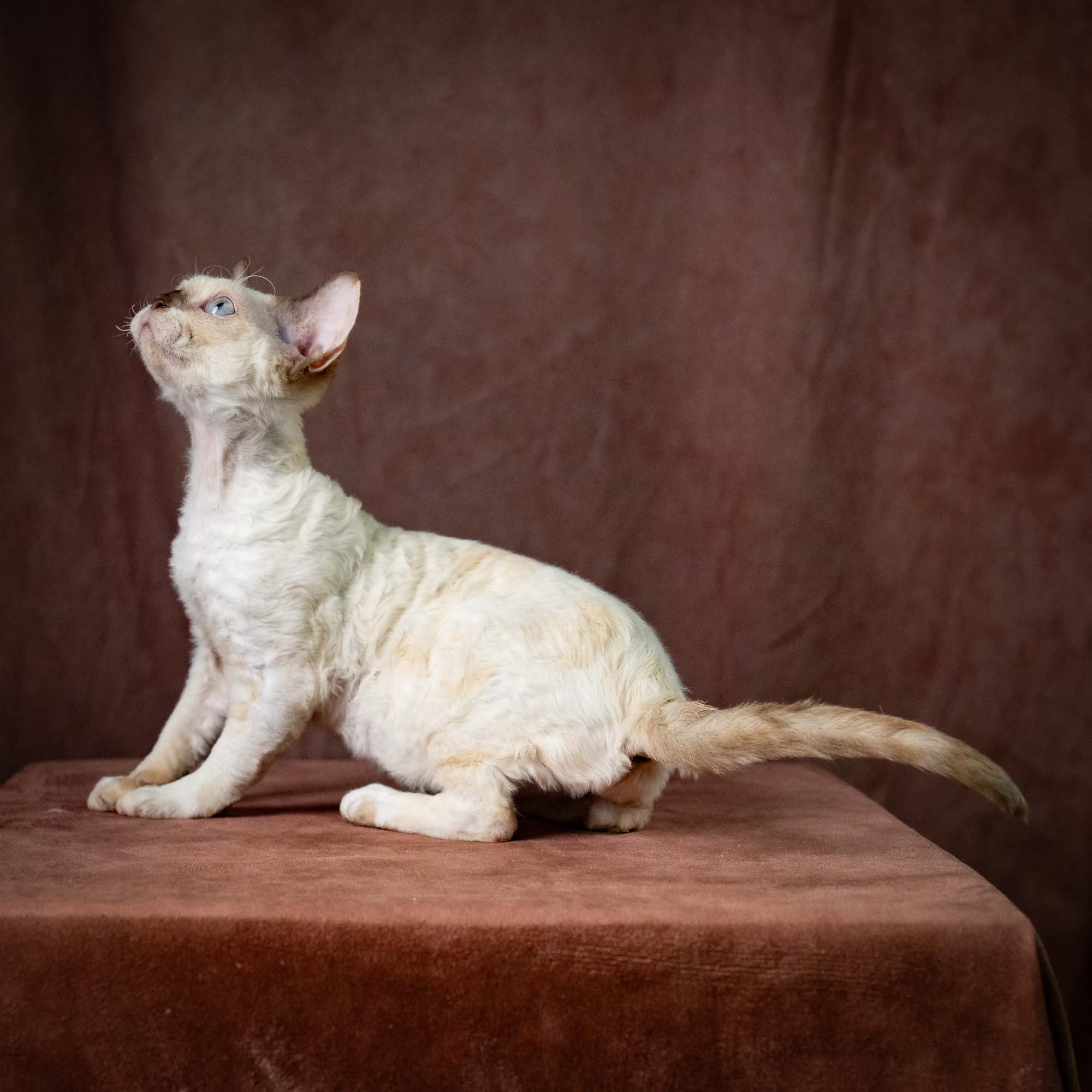 Rosalie,  girl, born 05.08.26. Devon Rex Pixie Cattery