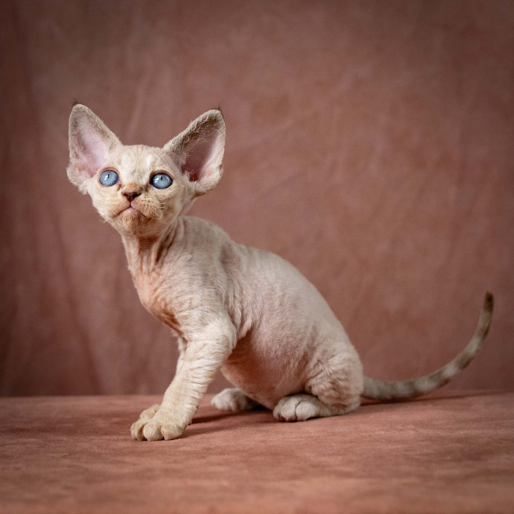Tyson, boy, born 07.15.2026. Devon Rex Pixie Cattery