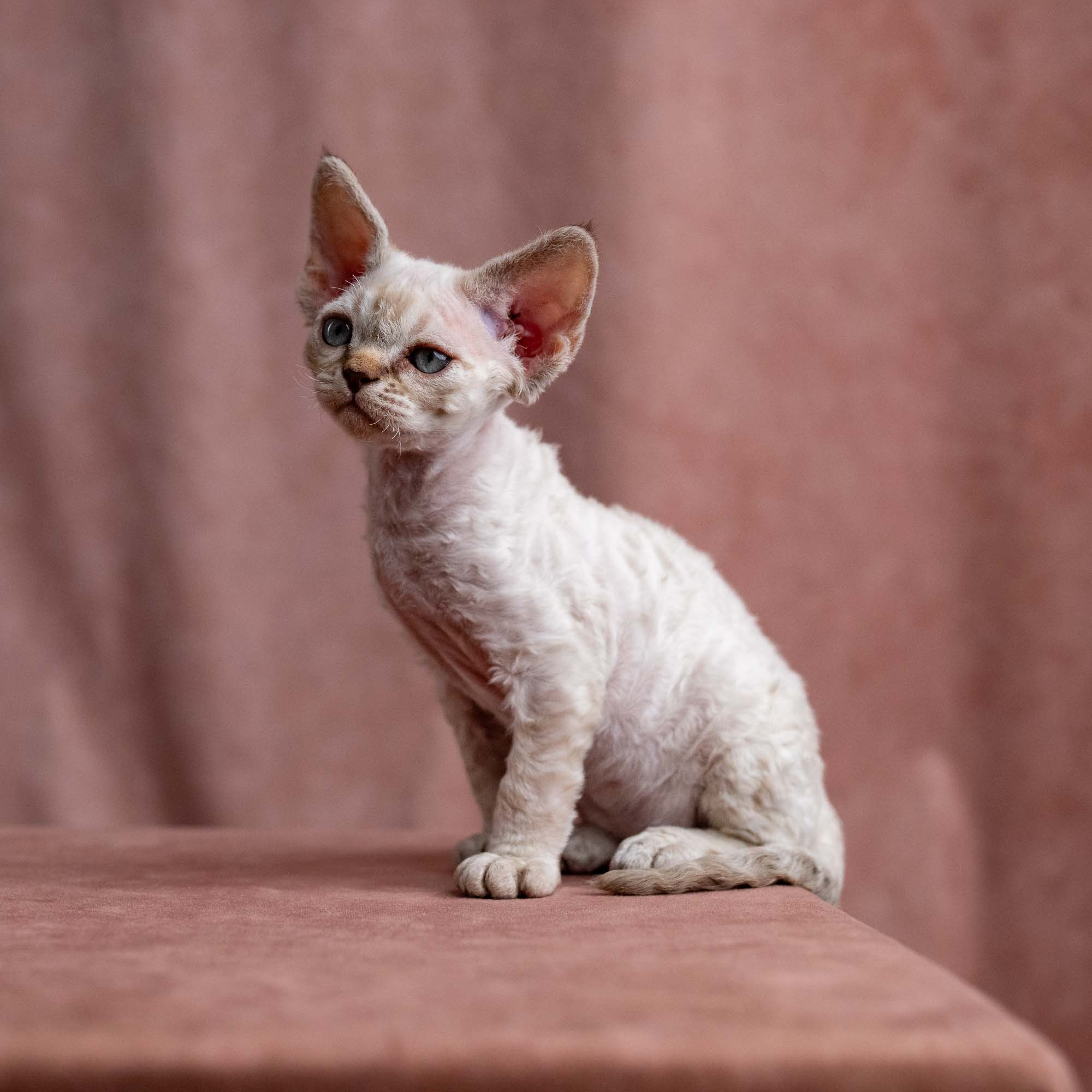 Viggo, boy, born on 08.27.2026. Devon Rex Pixie Cattery