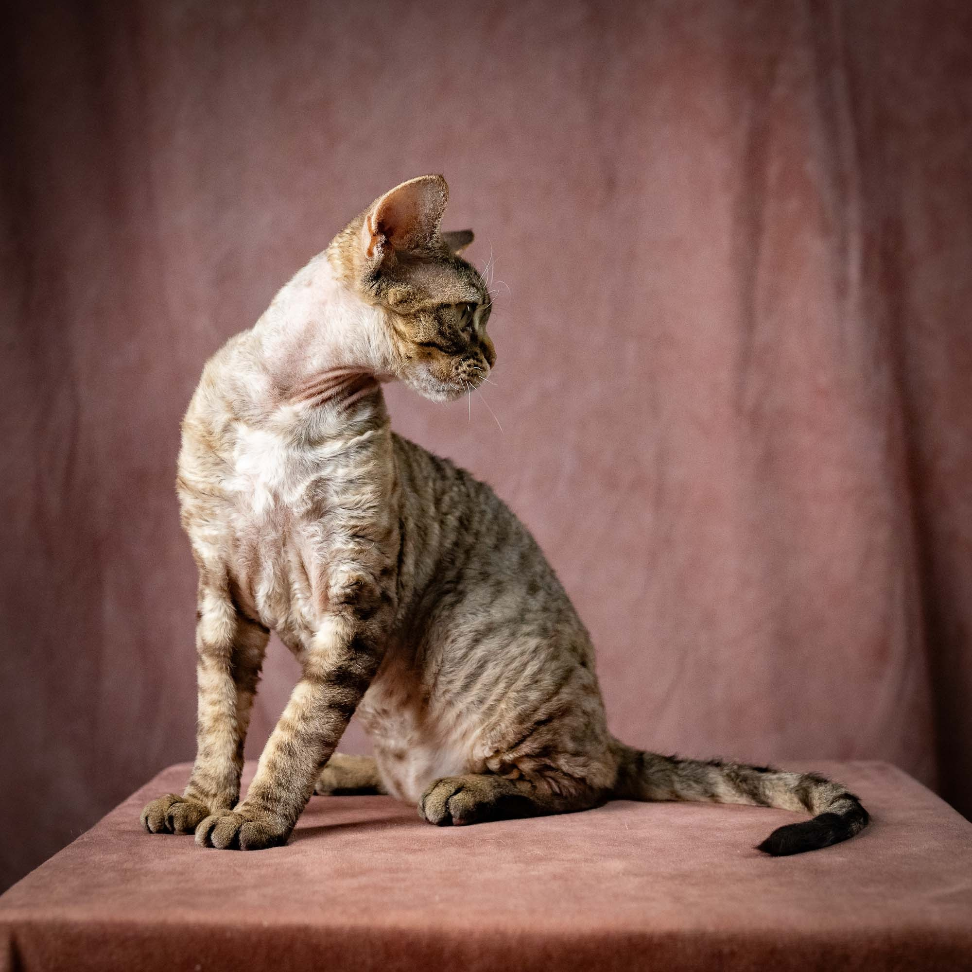 Pixie Ostap. Devon Rex Pixie Cattery