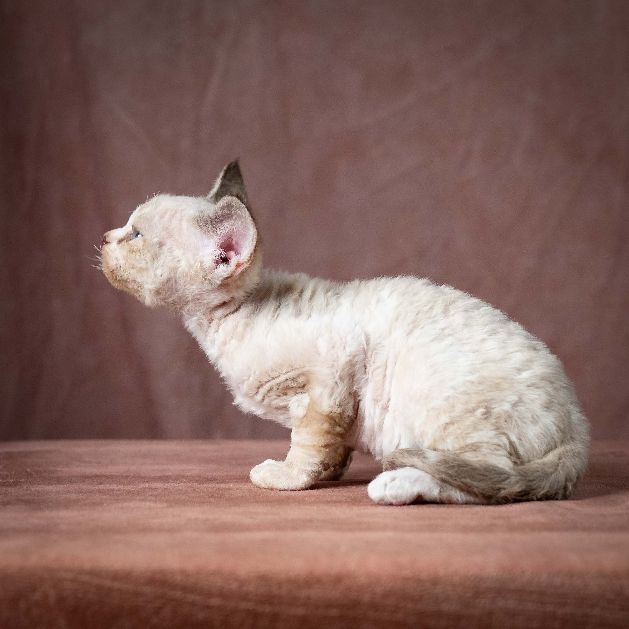 Toby, boy, born 07.15.2026. Devon Rex Pixie Cattery