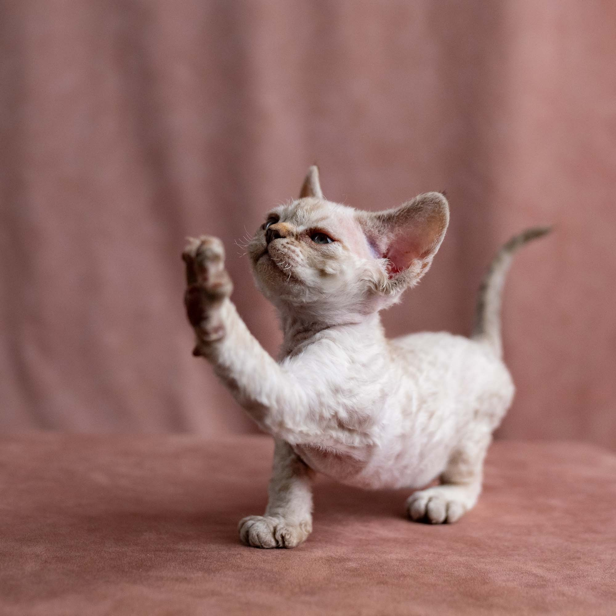 Viggo, boy, born on 08.27.2026. Devon Rex Pixie Cattery