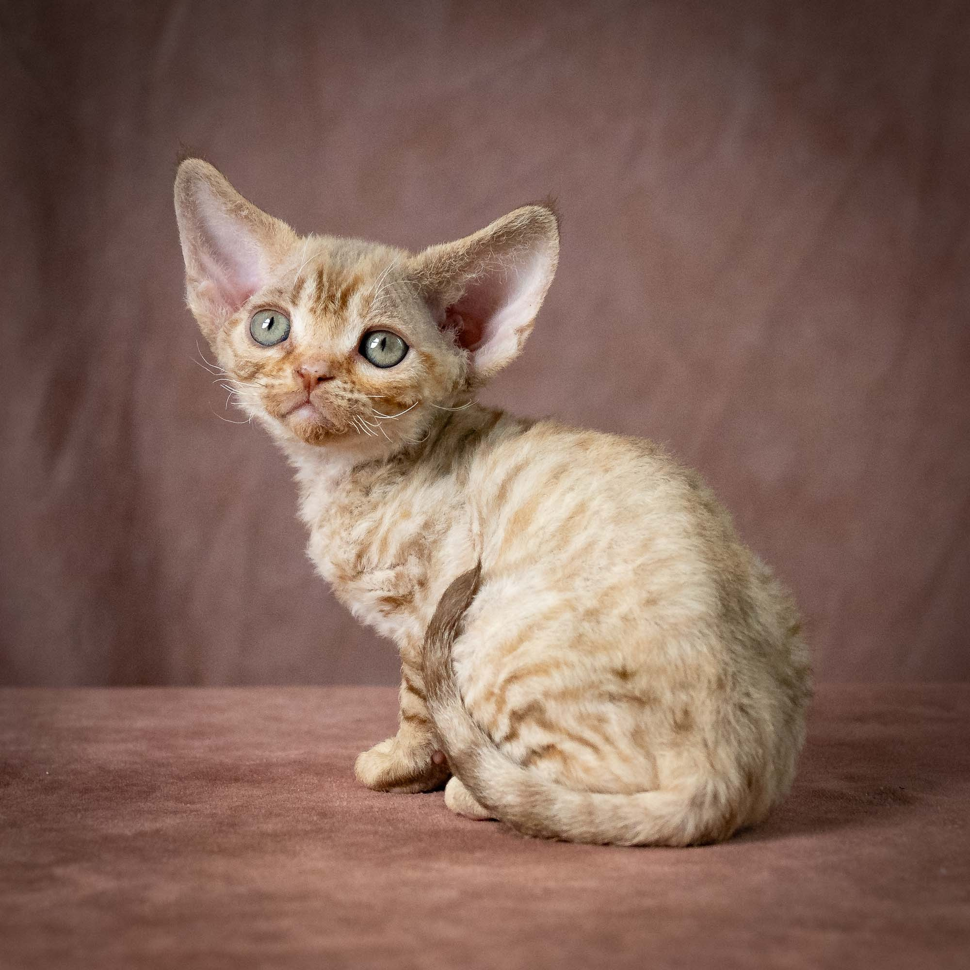 Umi, girl, born 07.19.2026. Devon Rex Pixie Cattery