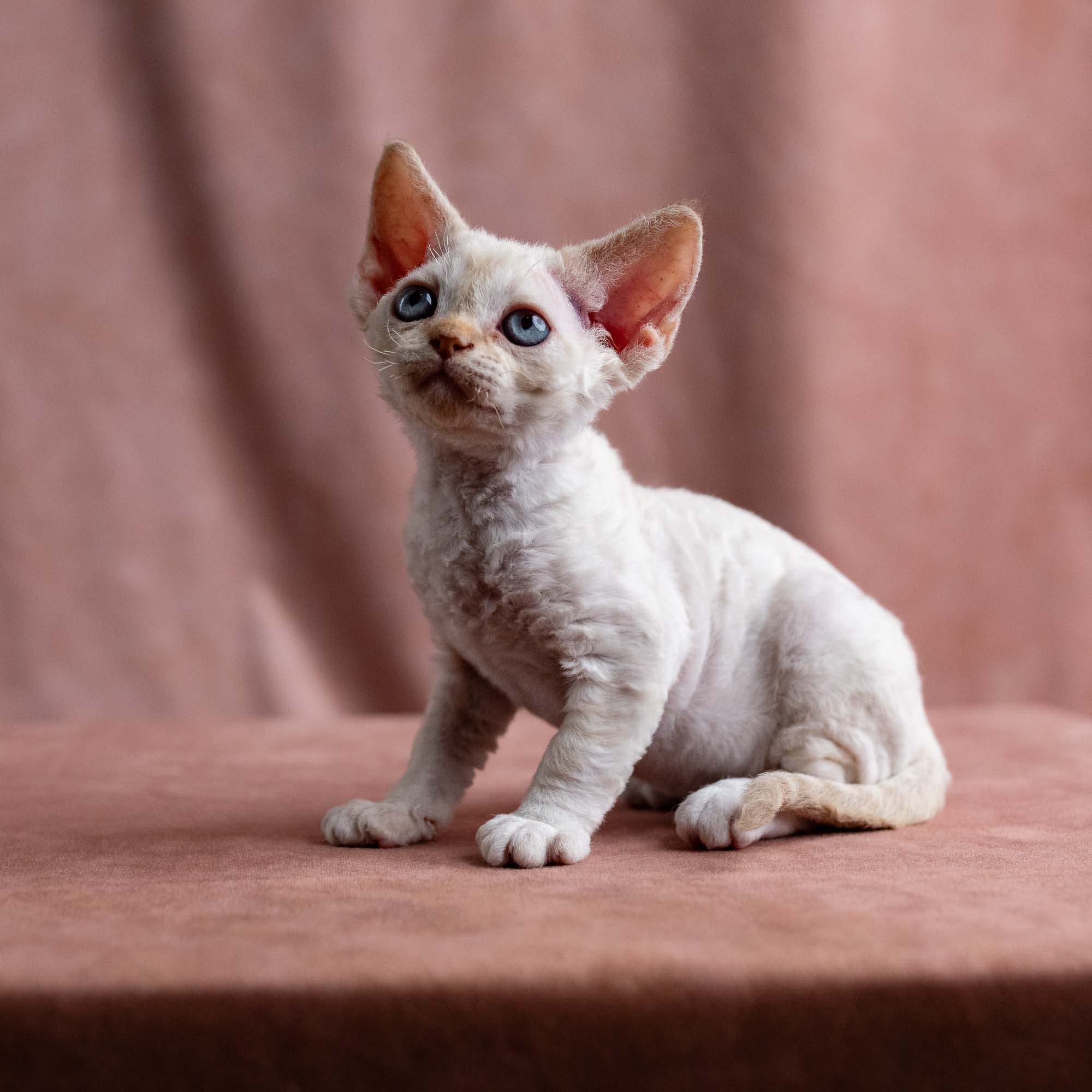Vivi, girl, born on 08.27.2026. Devon Rex Pixie Cattery