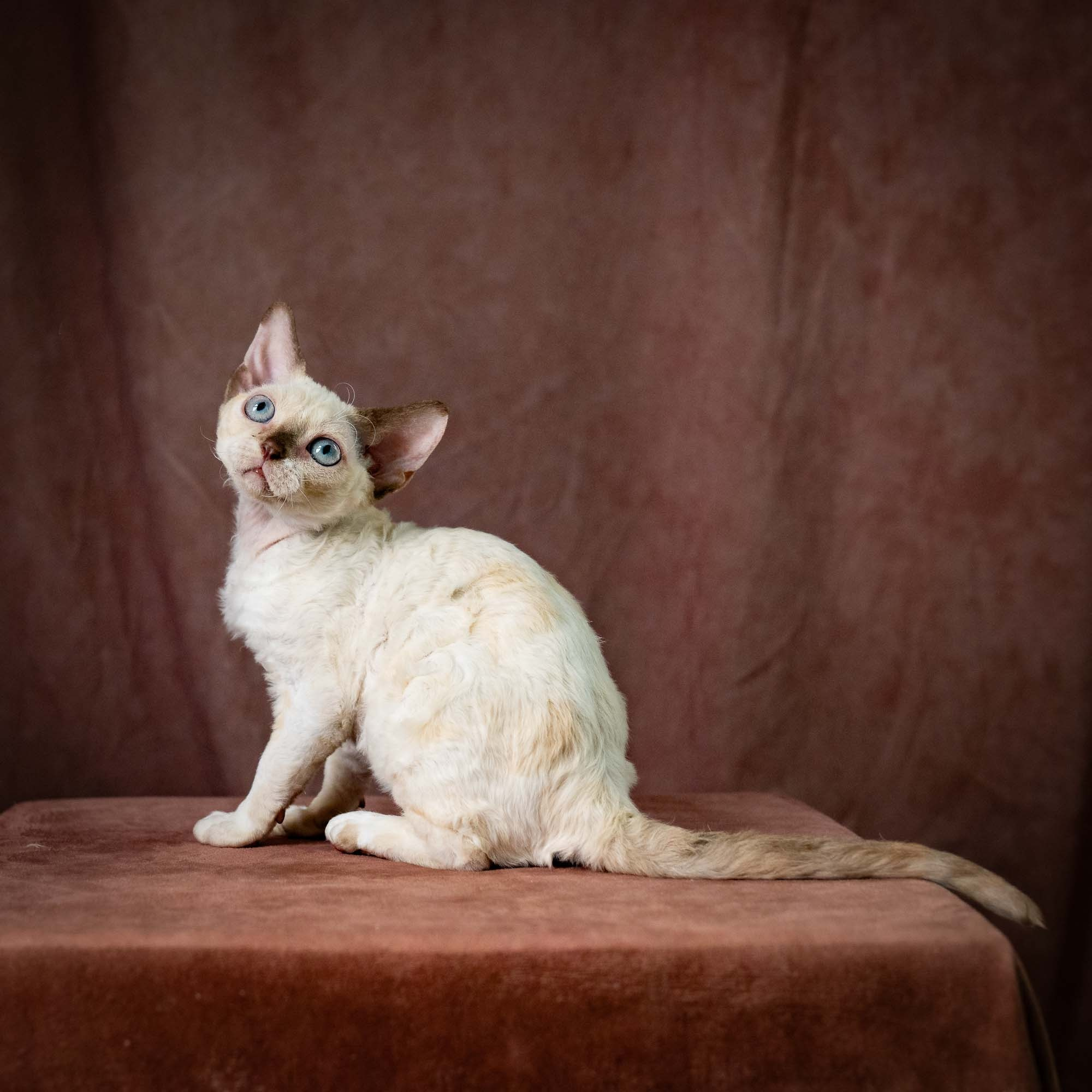 Rosalie,  girl, born 05.08.26. Devon Rex Pixie Cattery