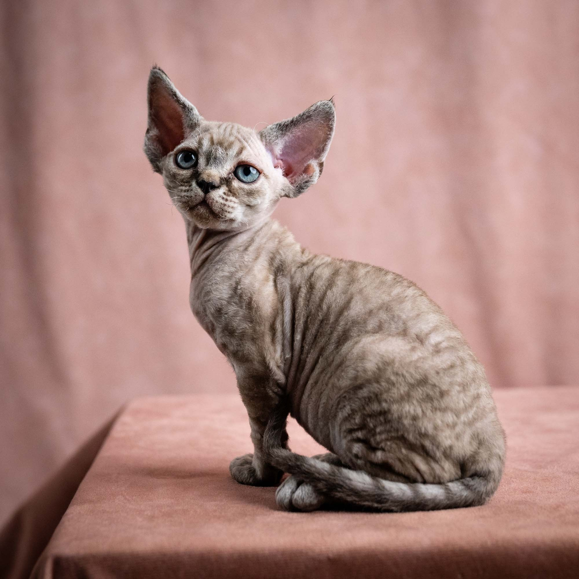 Viking, boy, born on 08.27.2026. Devon Rex Pixie Cattery