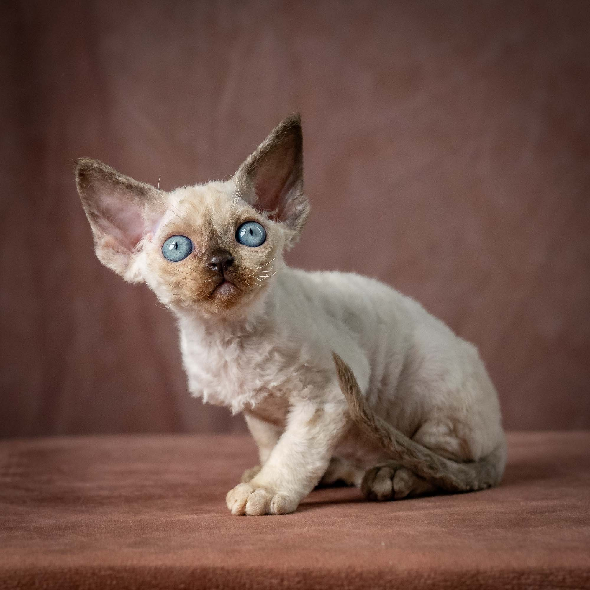Tessa, girl, born 07.15.2026. Devon Rex Pixie Cattery