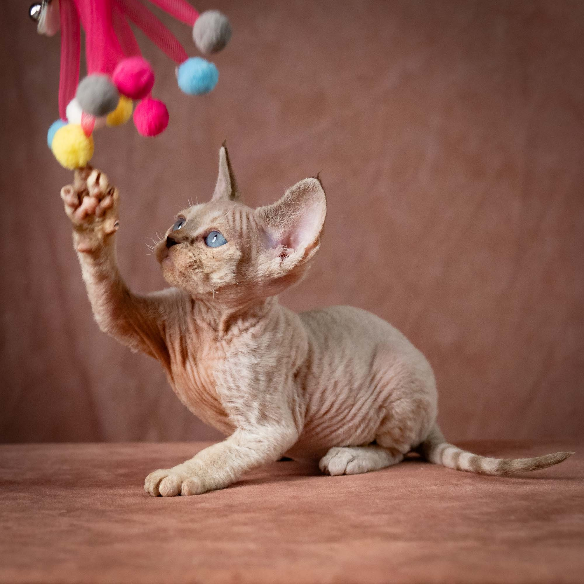 Tyson, boy, born 07.15.2026. Devon Rex Pixie Cattery