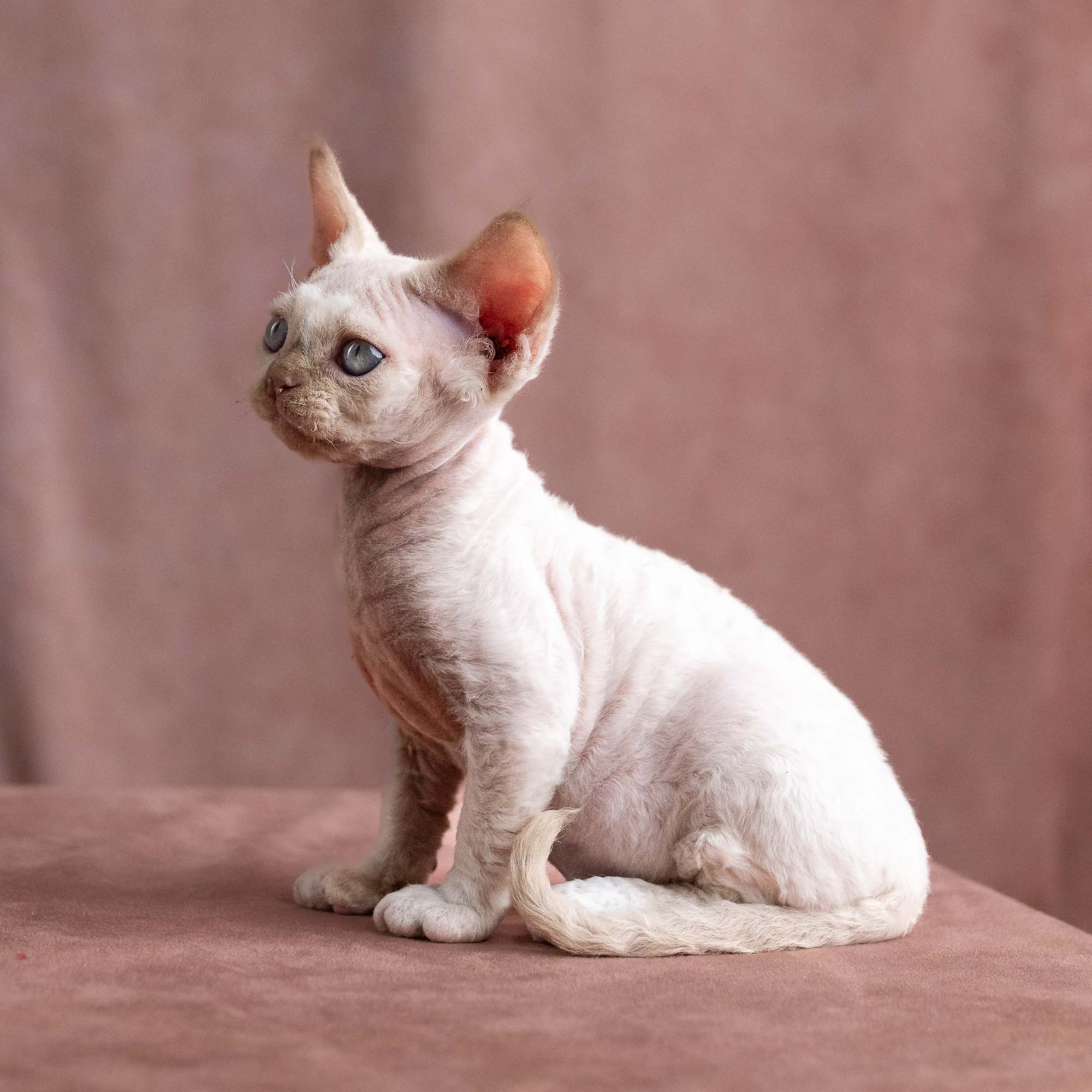 Vince, boy, born on 08.27.2026. Devon Rex Pixie Cattery