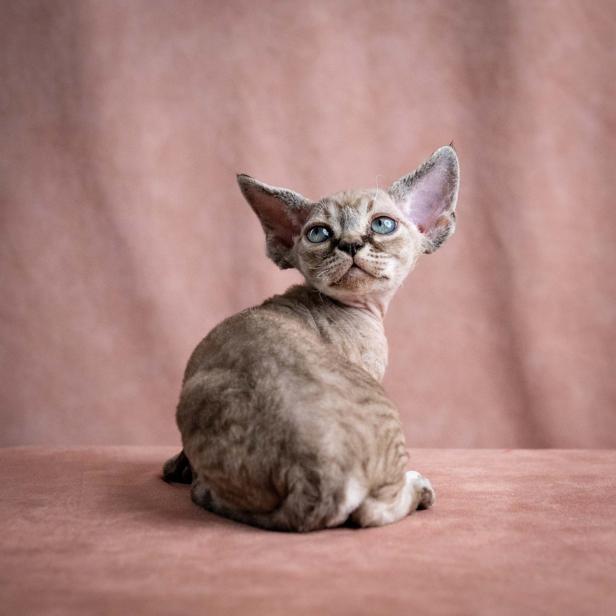 Viking, boy, born on 08.27.2026. Devon Rex Pixie Cattery