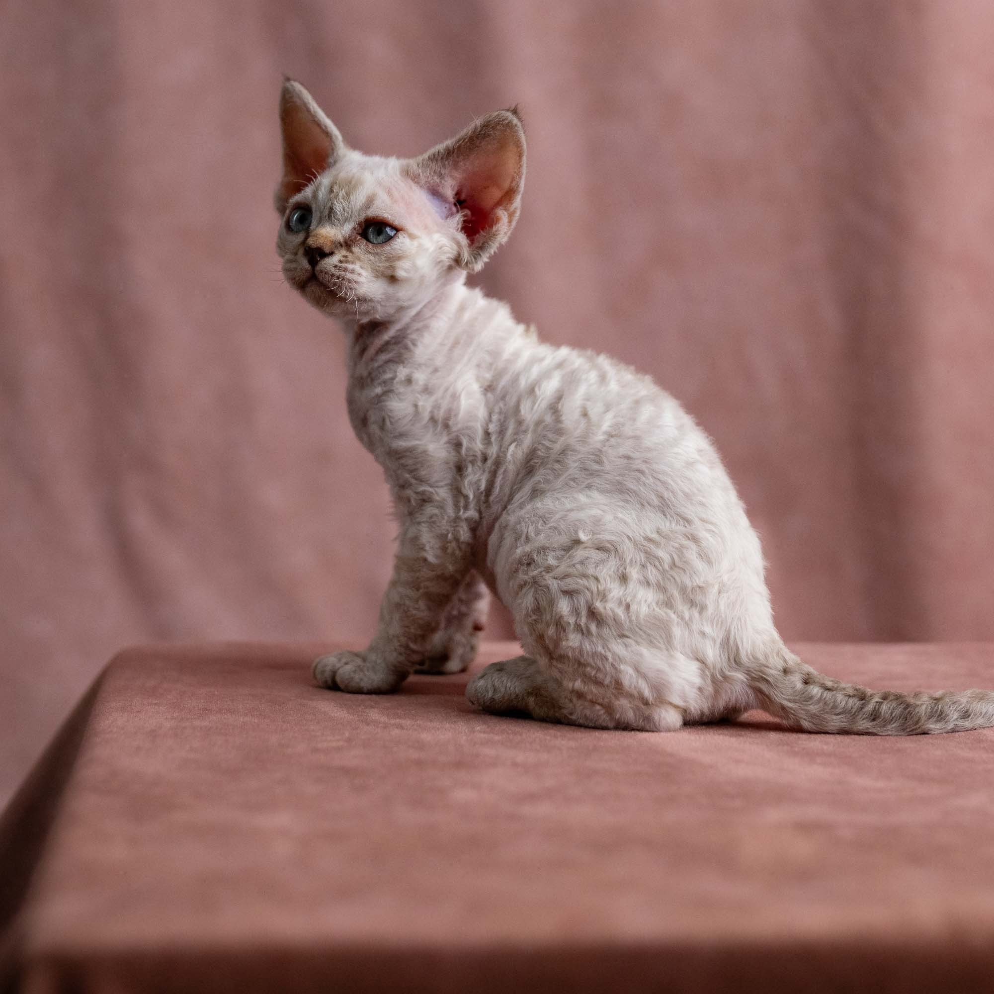 Viggo, boy, born on 08.27.2026. Devon Rex Pixie Cattery