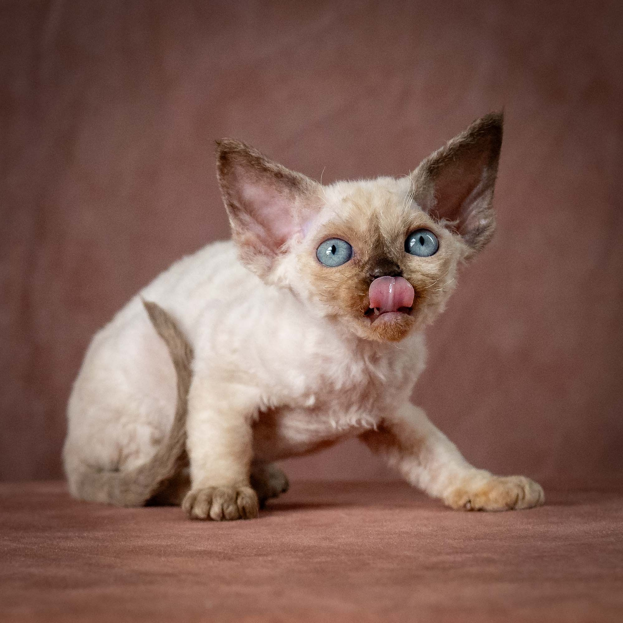 Tessa, girl, born 07.15.2026. Devon Rex Pixie Cattery