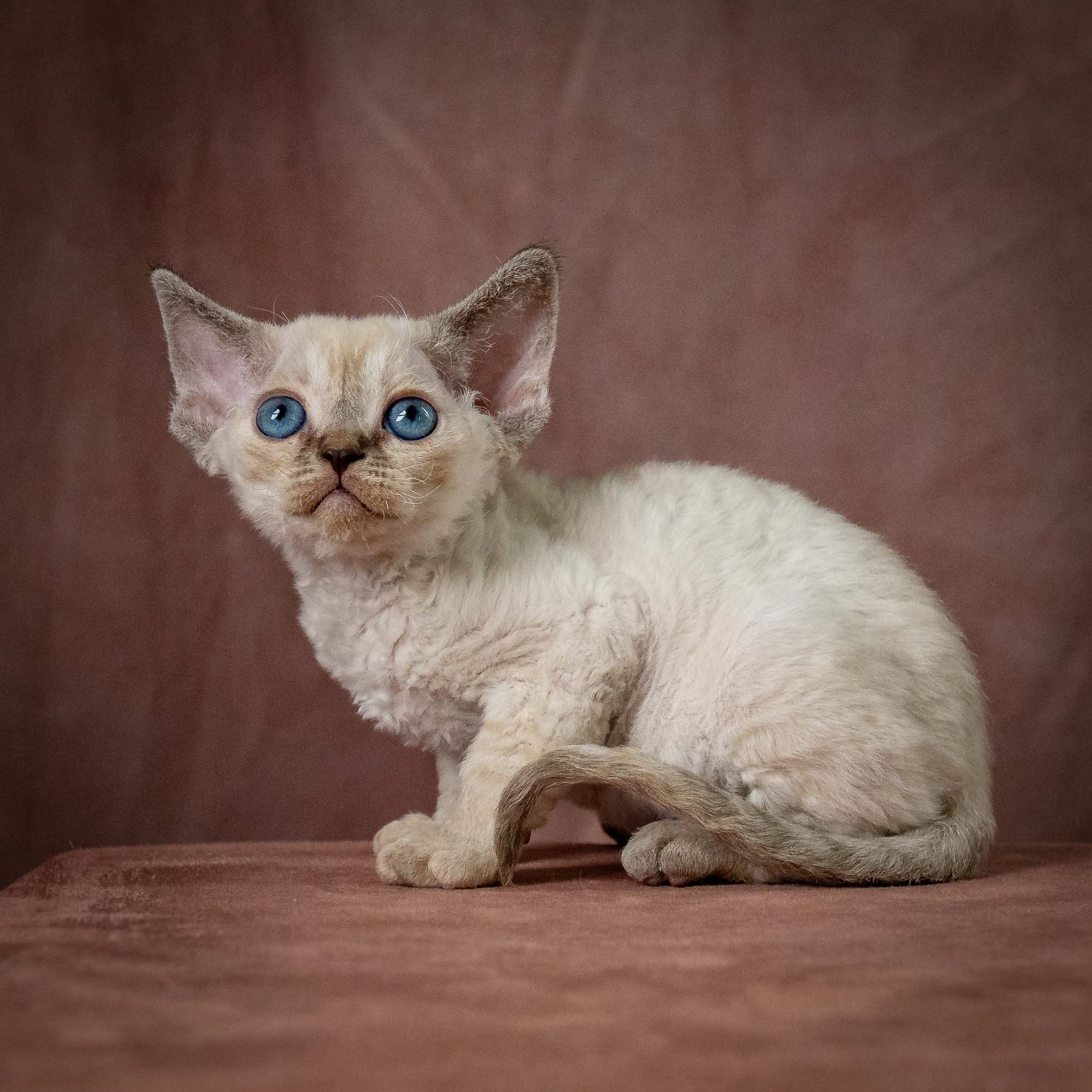 Tina, girl, born 07.15.2026. Devon Rex Pixie Cattery