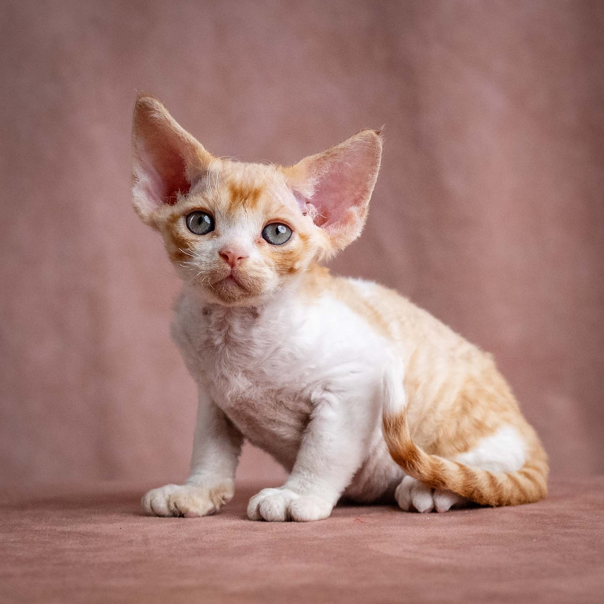 Wally, boy, born on 08.28.2026. Devon Rex Pixie Cattery