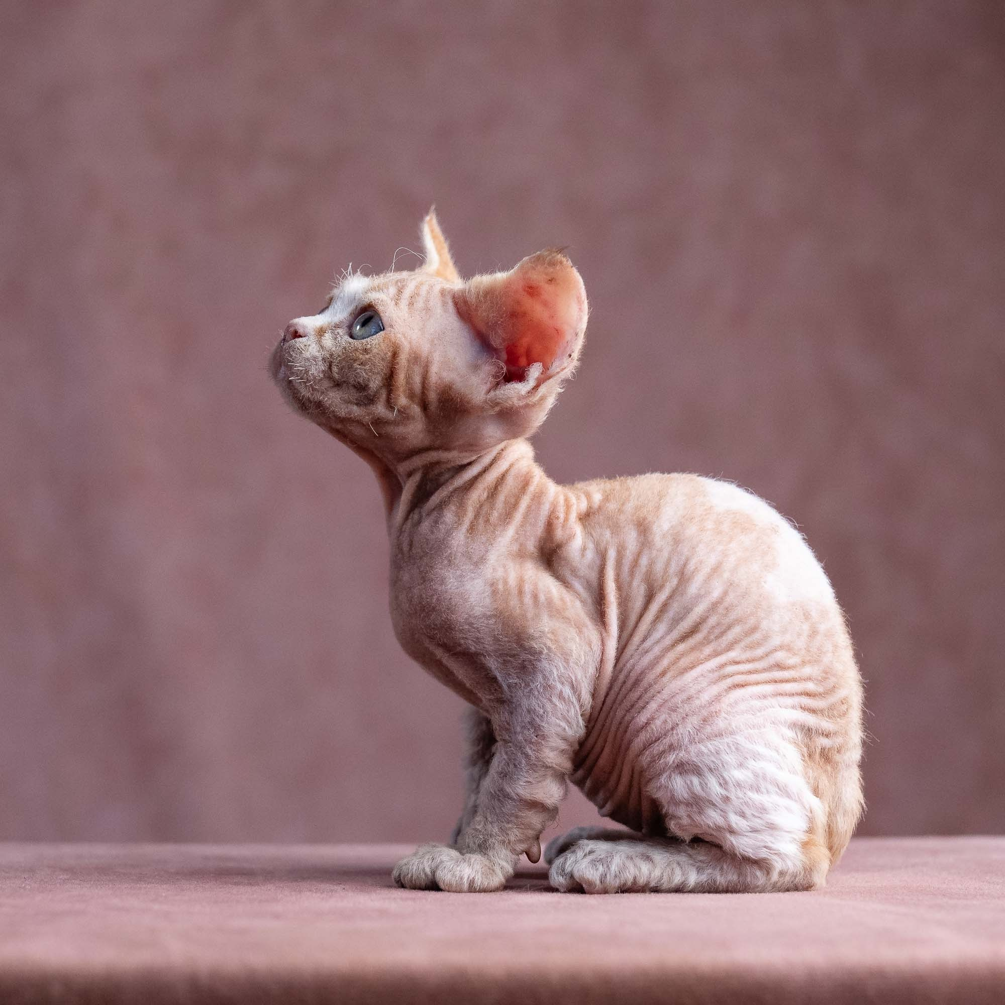 Xavi, boy, born on 08.28.2026. Devon Rex Pixie Cattery