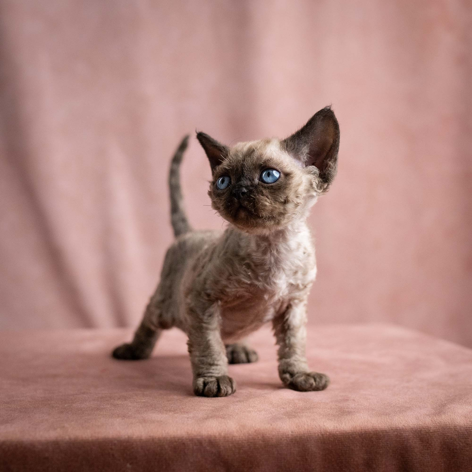 Vinci, boy, born on 08.27.2026. Devon Rex Pixie Cattery