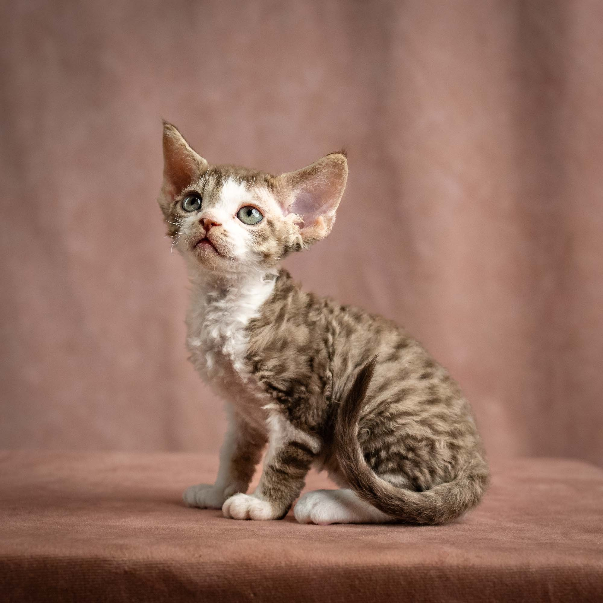 Watson, boy, born on 08.28.2026. Devon Rex Pixie Cattery