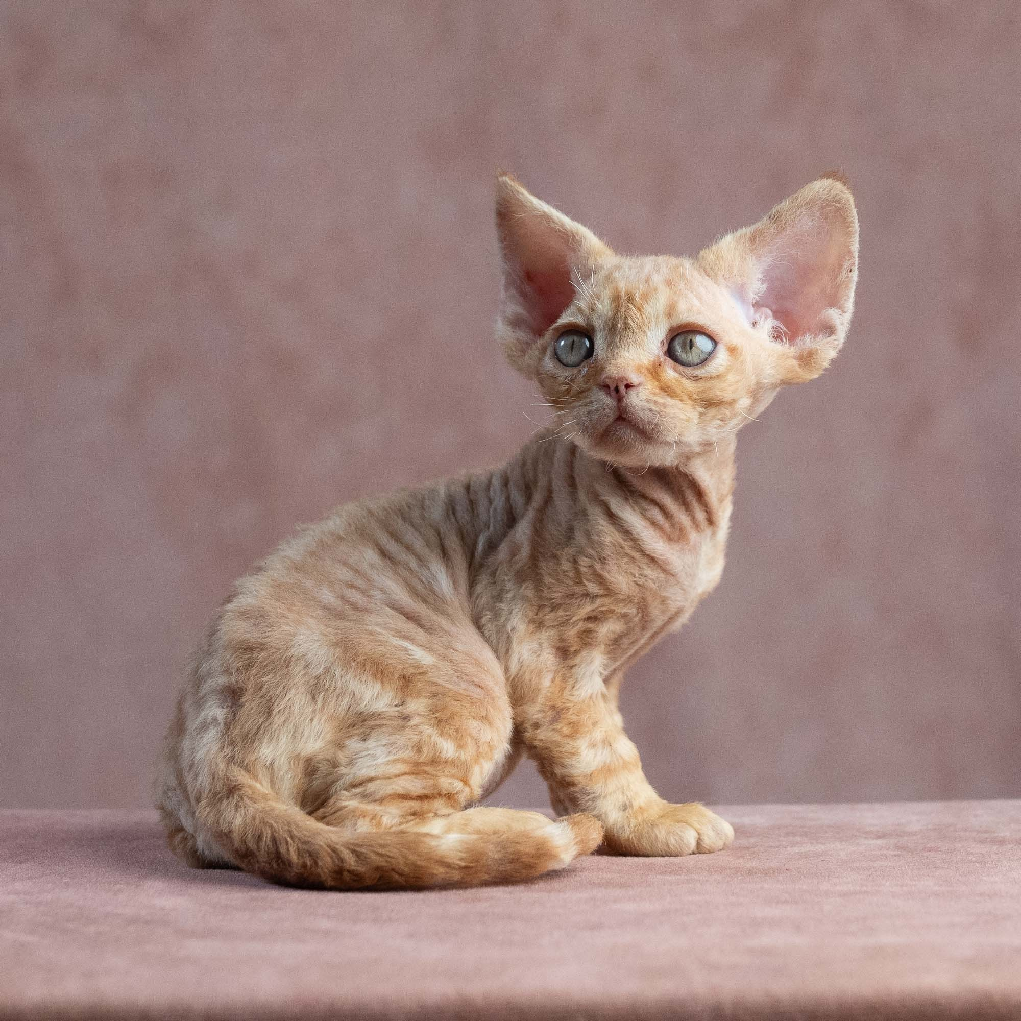 Xander, boy, born on 08.28.2026. Devon Rex Pixie Cattery