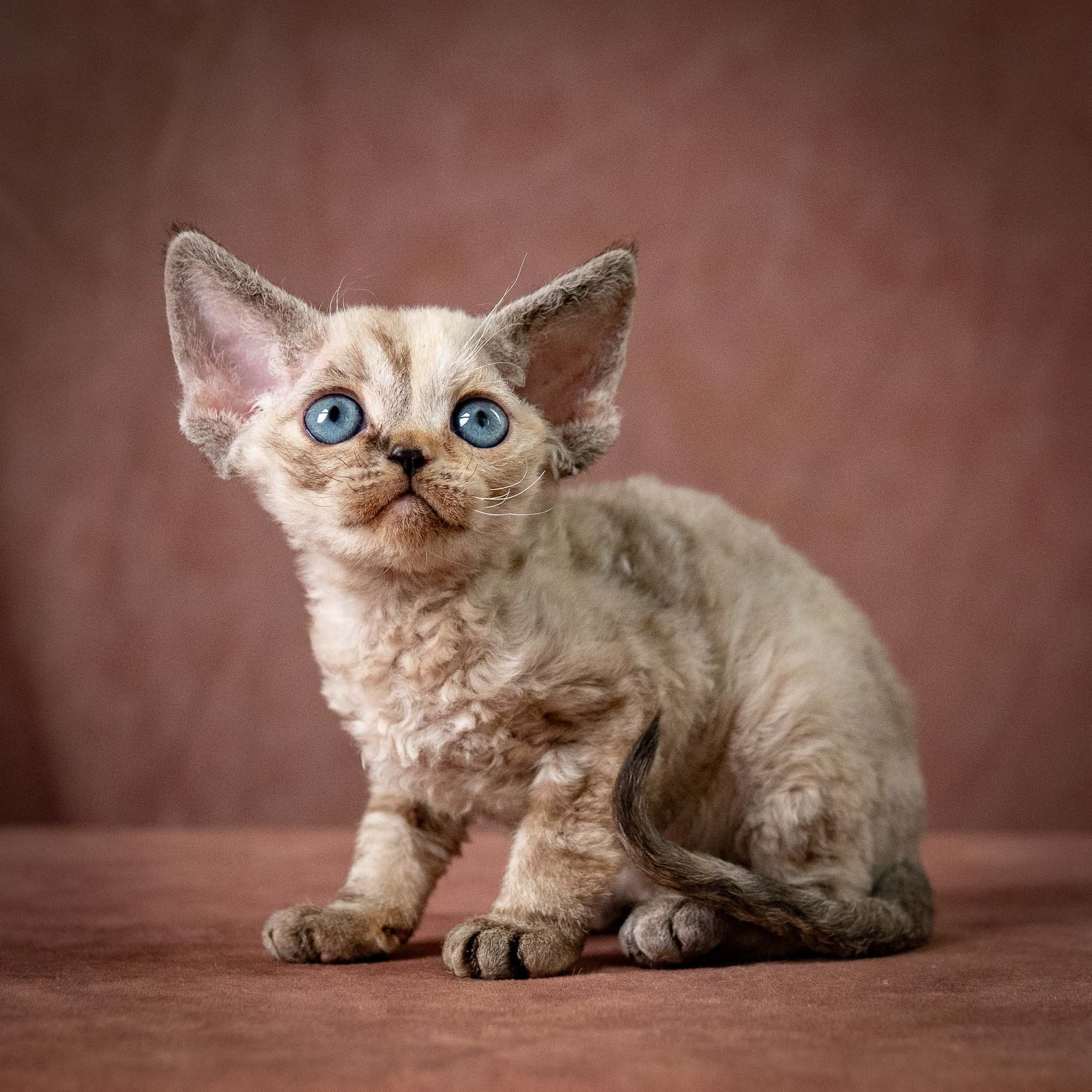 Tasha, girl, born 07.15.2026. Devon Rex Pixie Cattery