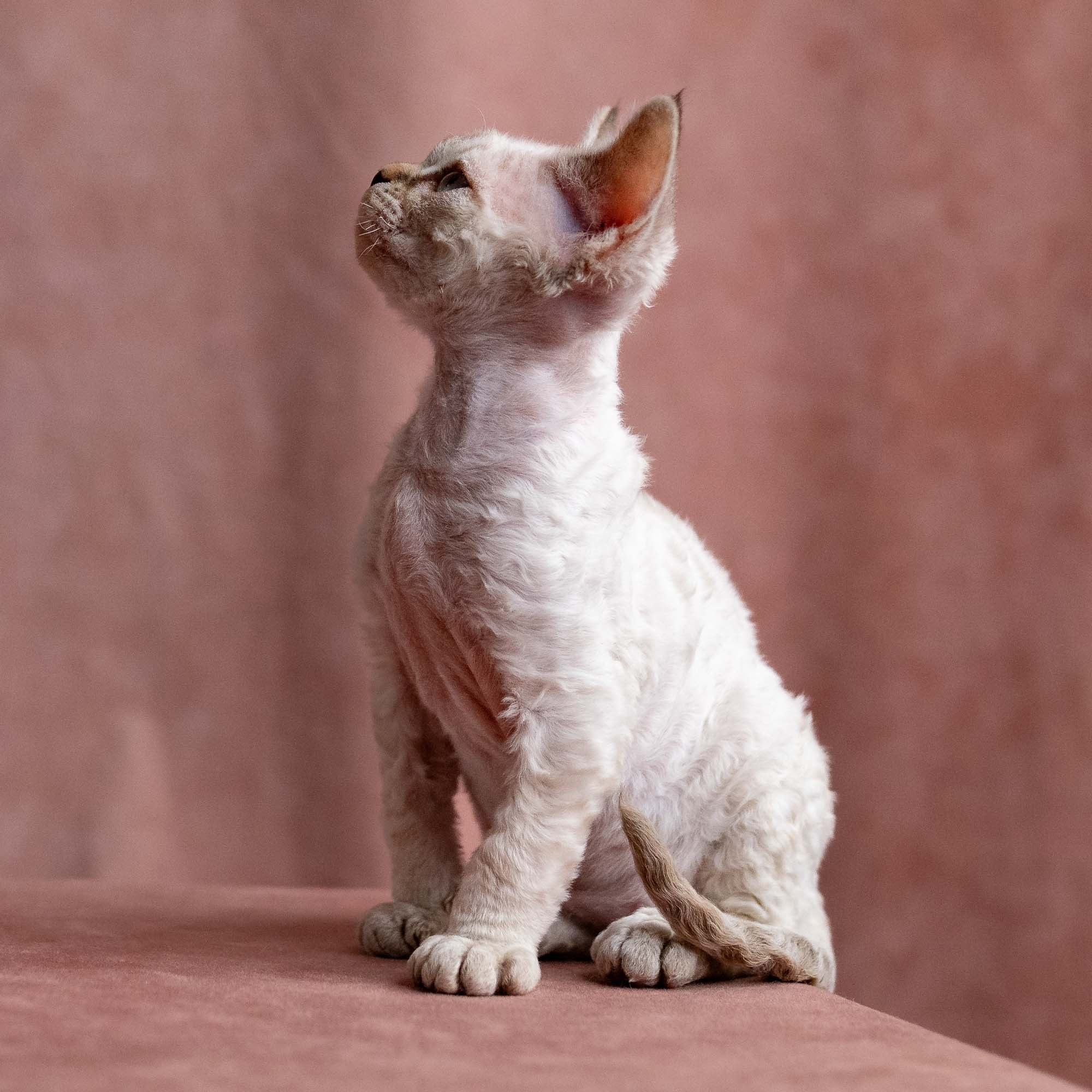 Viggo, boy, born on 08.27.2026. Devon Rex Pixie Cattery