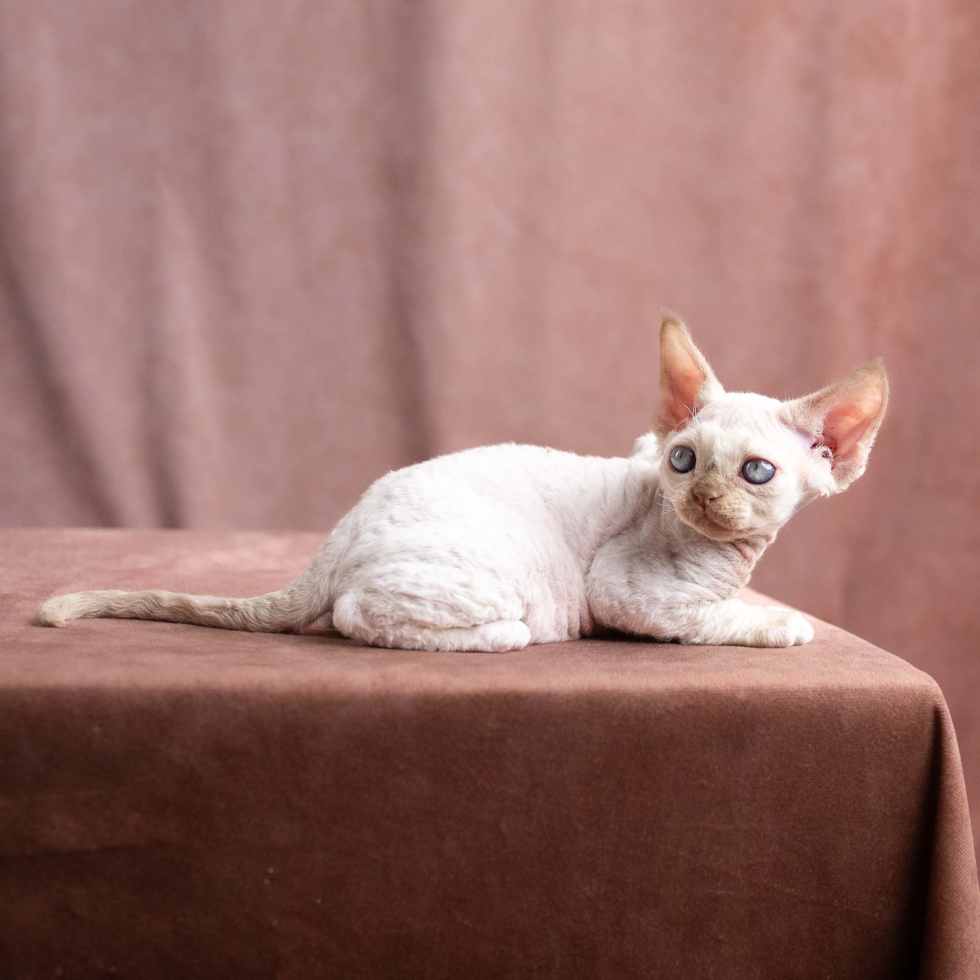 Vince, boy, born on 08.27.2026. Devon Rex Pixie Cattery