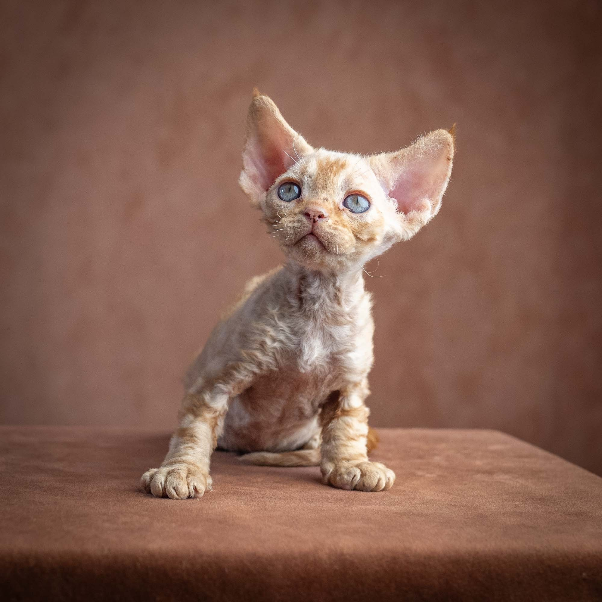 Xan, boy, born on 08.28.2026. Devon Rex Pixie Cattery