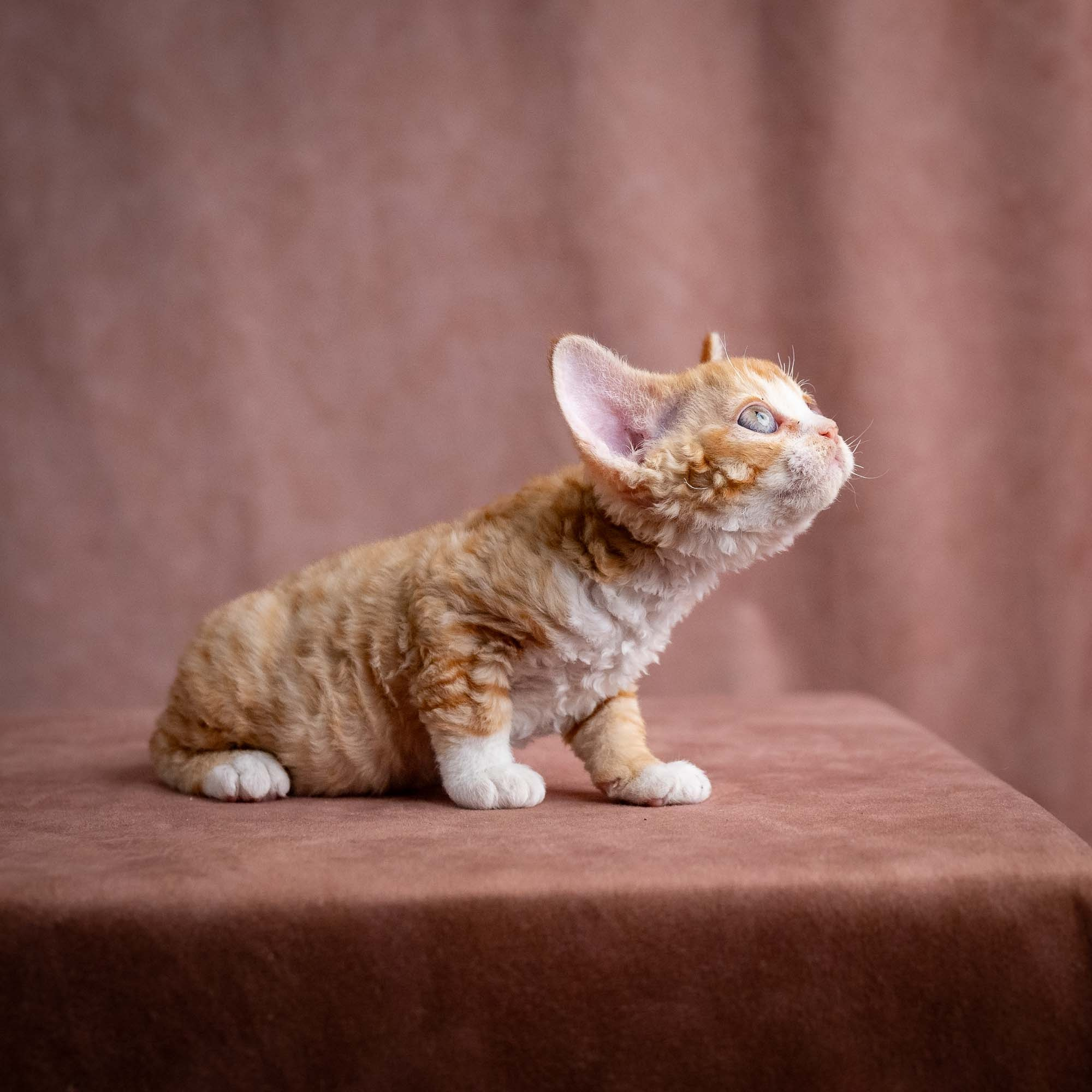 Winnie, girl, born on 08.28.2026. Devon Rex Pixie Cattery
