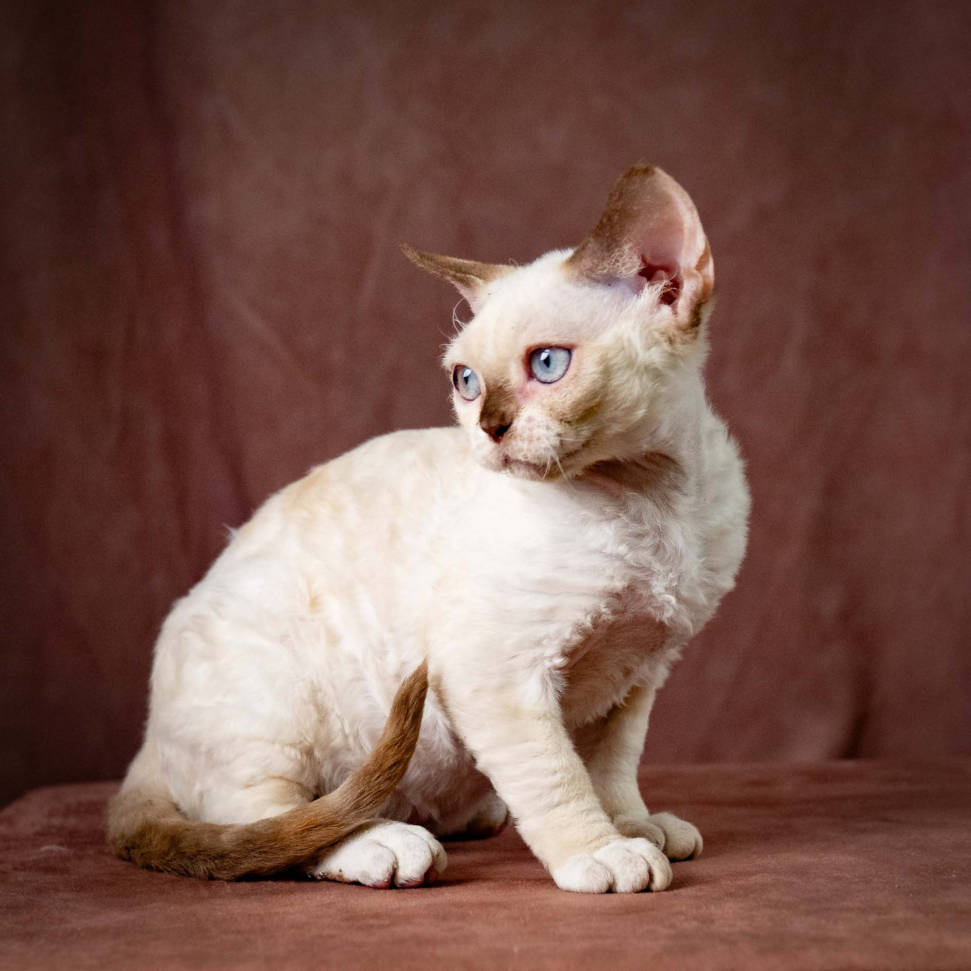 Rosalie,  girl, born 05.08.26. Devon Rex Pixie Cattery