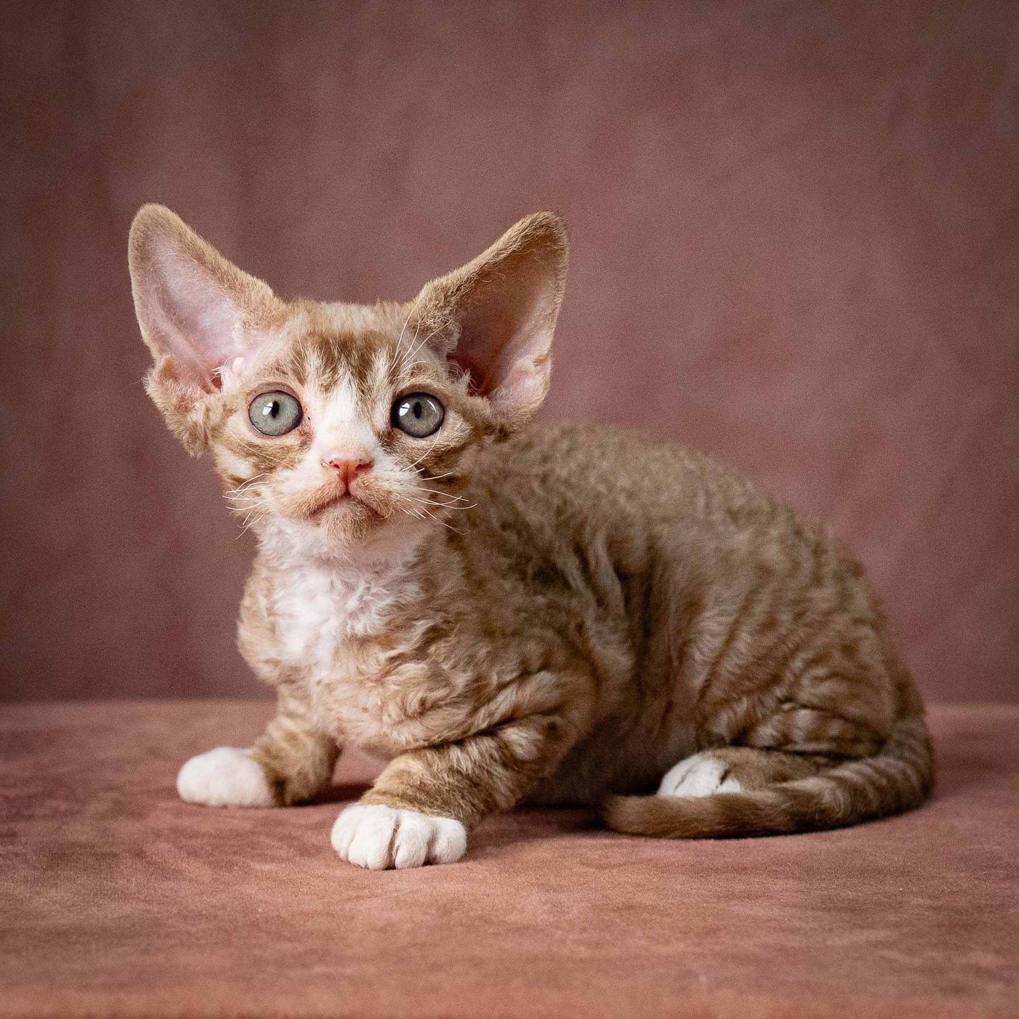 Ulysses, boy, born 07.19.2026. Devon Rex Pixie Cattery