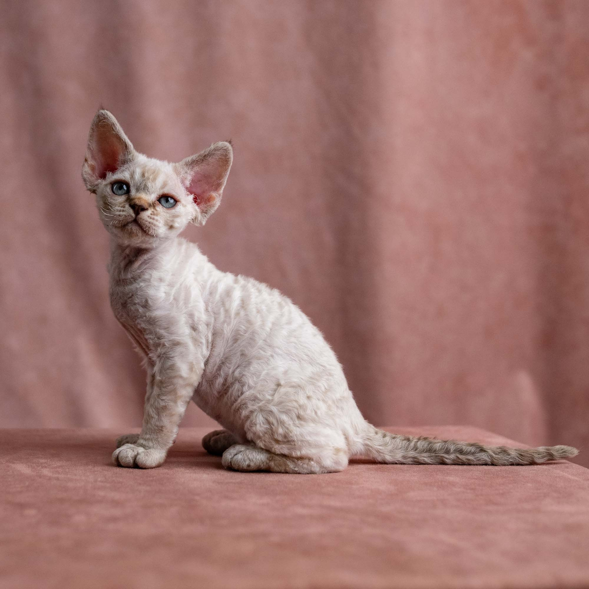 Viggo, boy, born on 08.27.2026. Devon Rex Pixie Cattery