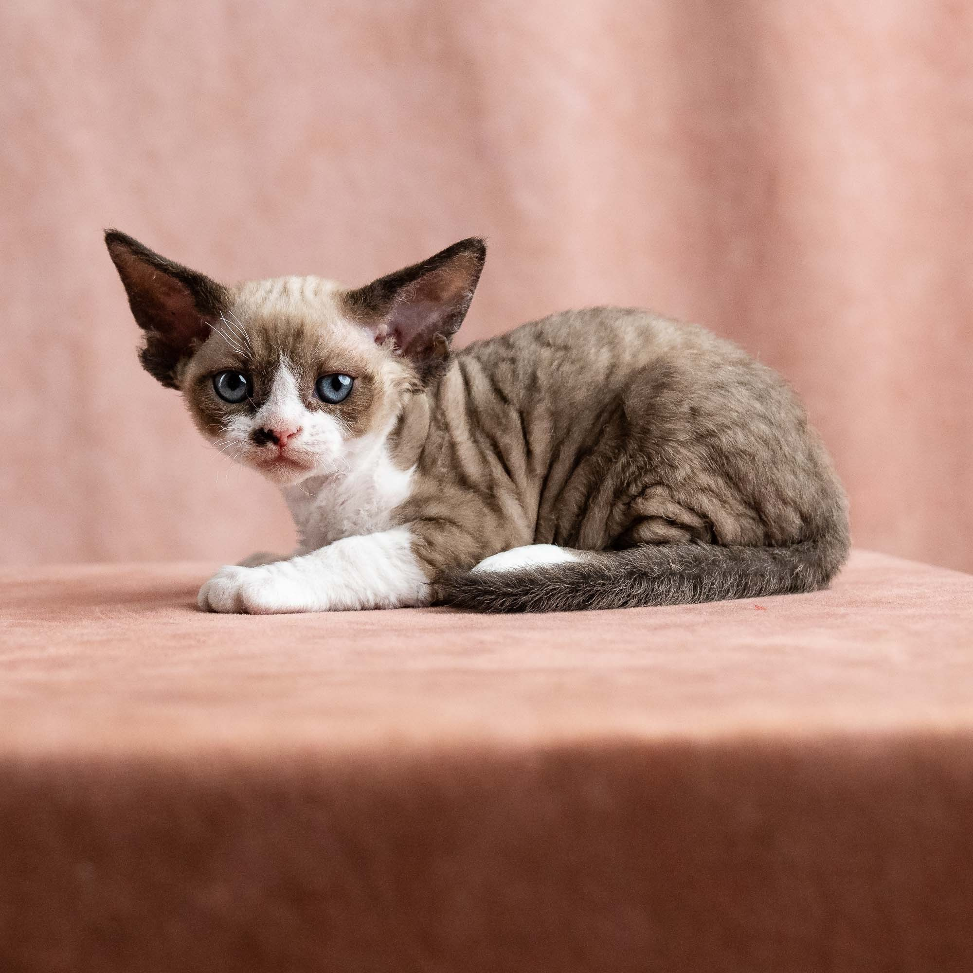 Vesper, boy, born on 08.27.2026. Devon Rex Pixie Cattery