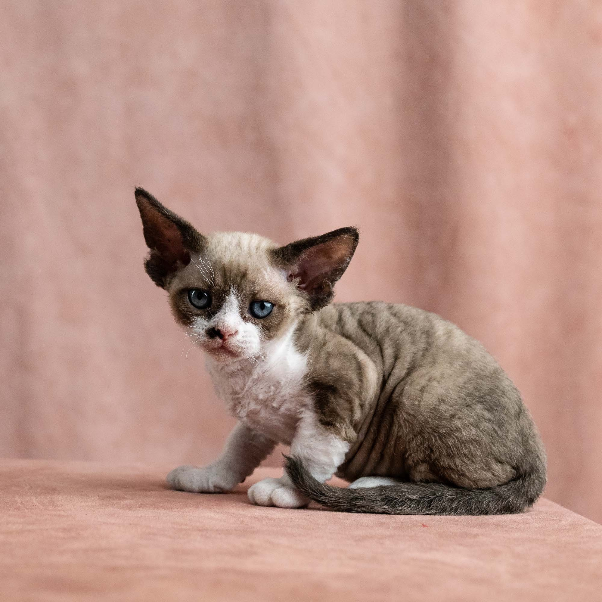 Vesper, boy, born on 08.27.2026. Devon Rex Pixie Cattery