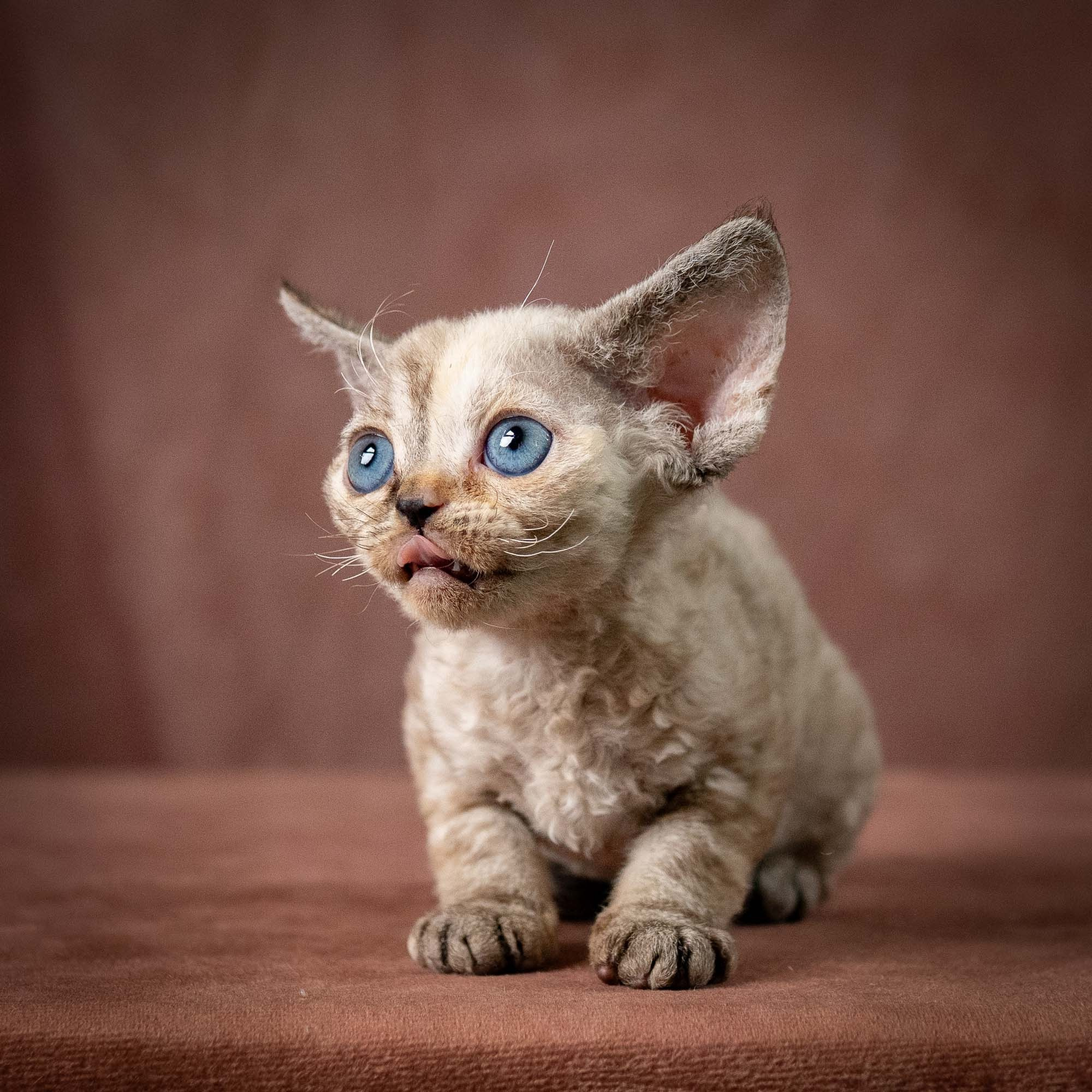 Tasha, girl, born 07.15.2026. Devon Rex Pixie Cattery