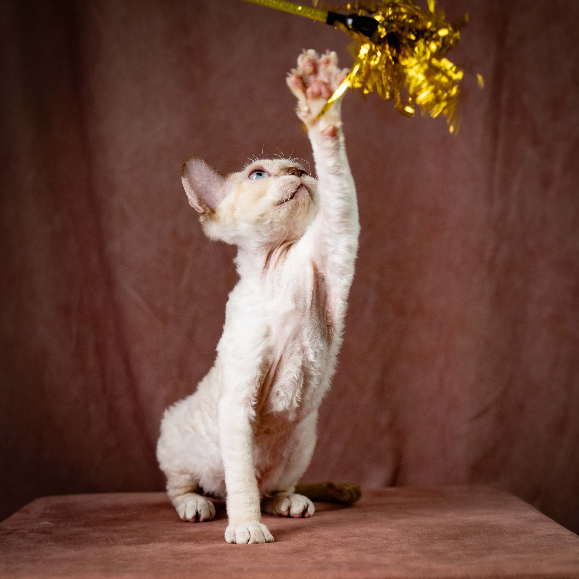 Rosalie,  girl, born 05.08.26. Devon Rex Pixie Cattery