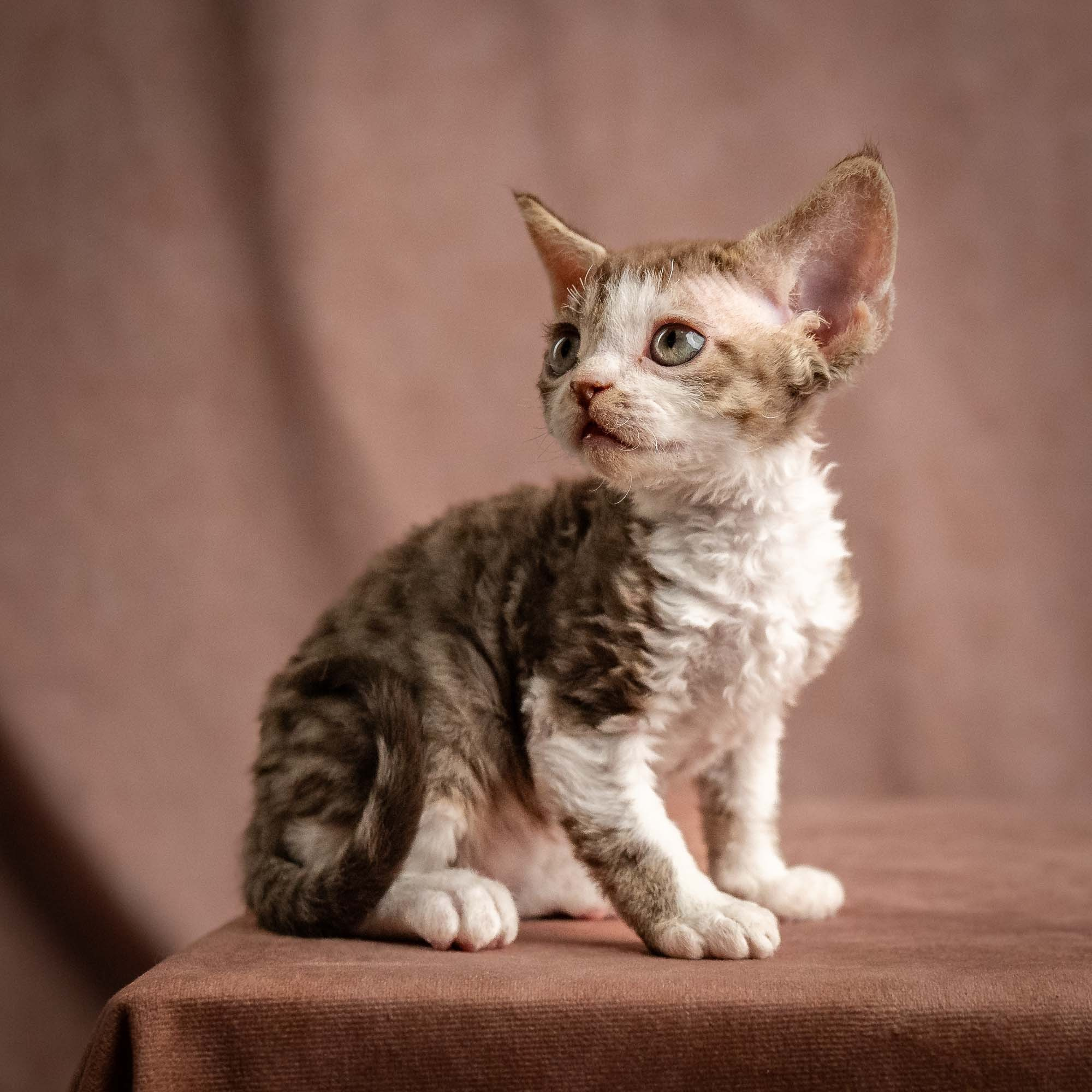 Watson, boy, born on 08.28.2026. Devon Rex Pixie Cattery