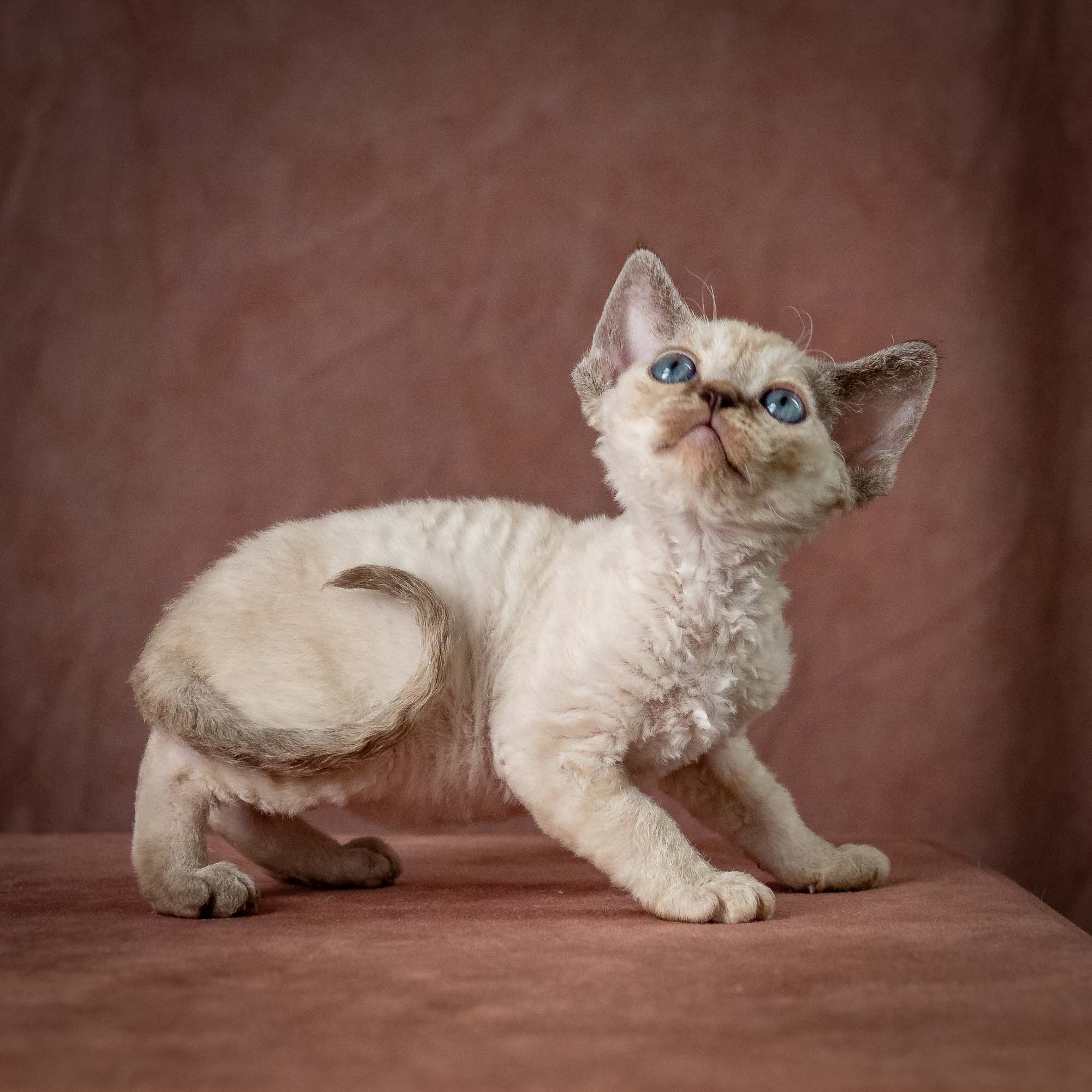 Tina, girl, born 07.15.2026. Devon Rex Pixie Cattery