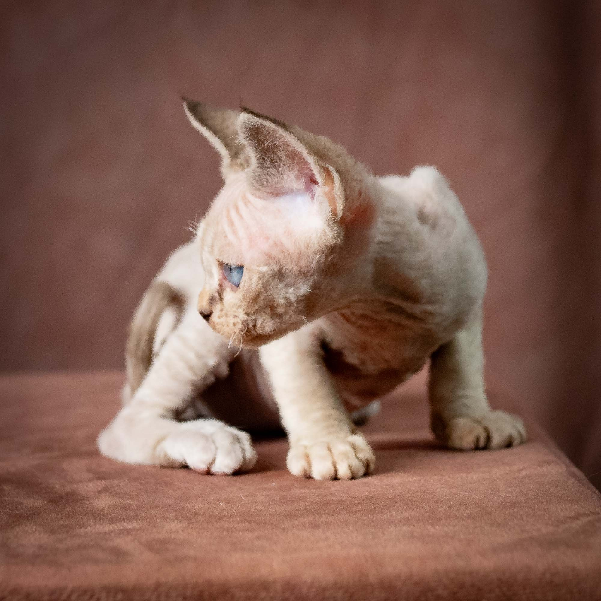 Tyson, boy, born 07.15.2026. Devon Rex Pixie Cattery
