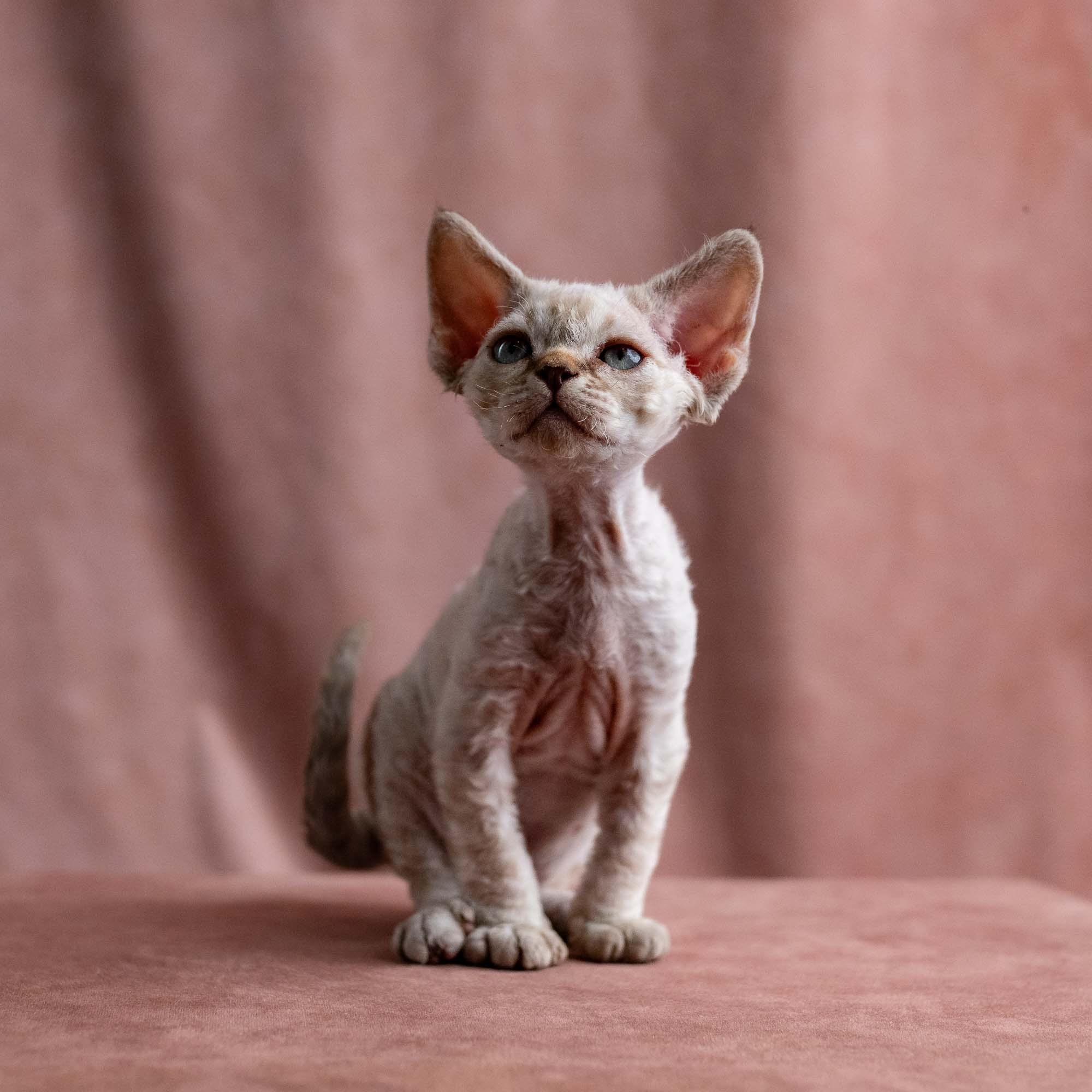 Viggo, boy, born on 08.27.2026. Devon Rex Pixie Cattery