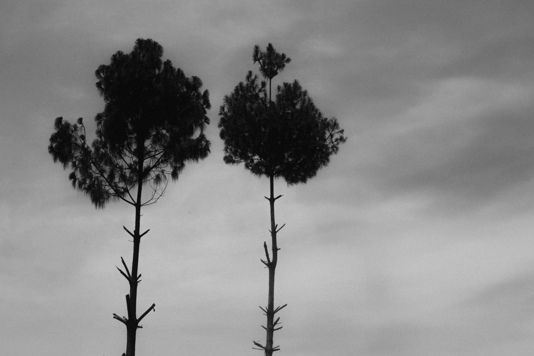 Bosques de San Cristóbal. 2025. Fotógrafo en Villahermosa | ERALPUCHE