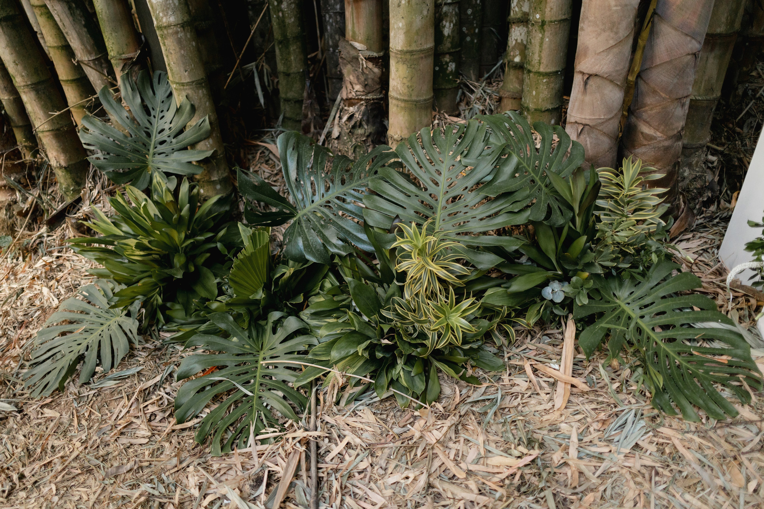 Editorial Dom Brunello